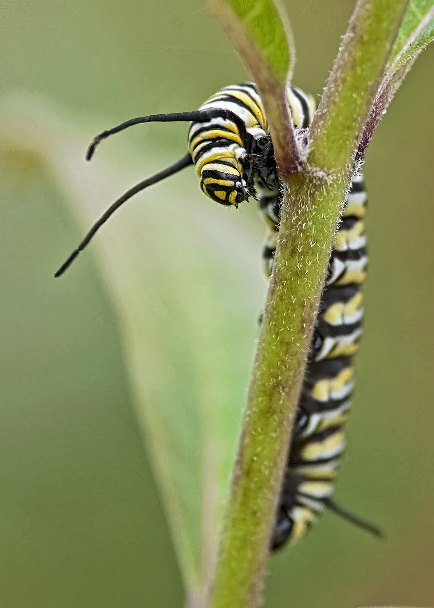Entry 7520580