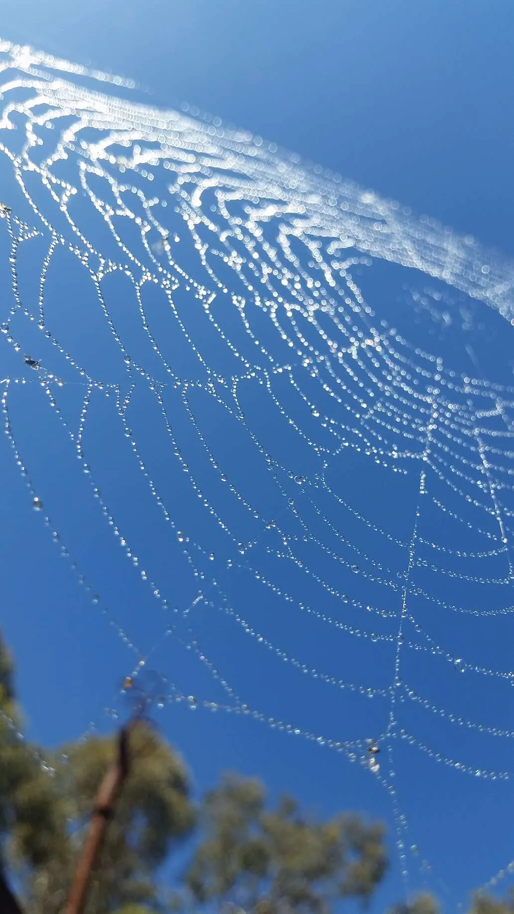 Spiderweb
