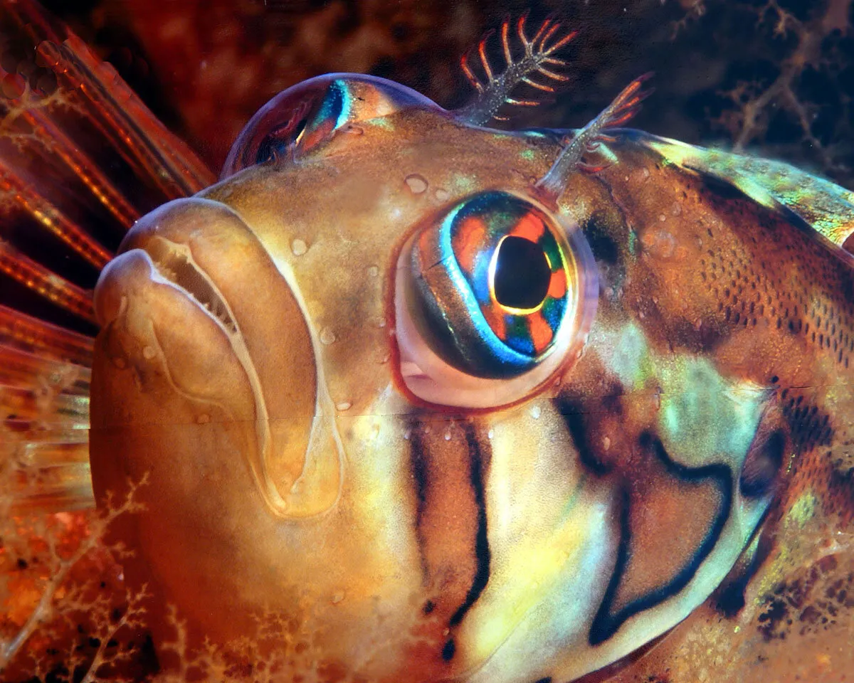 Klipvis Fish