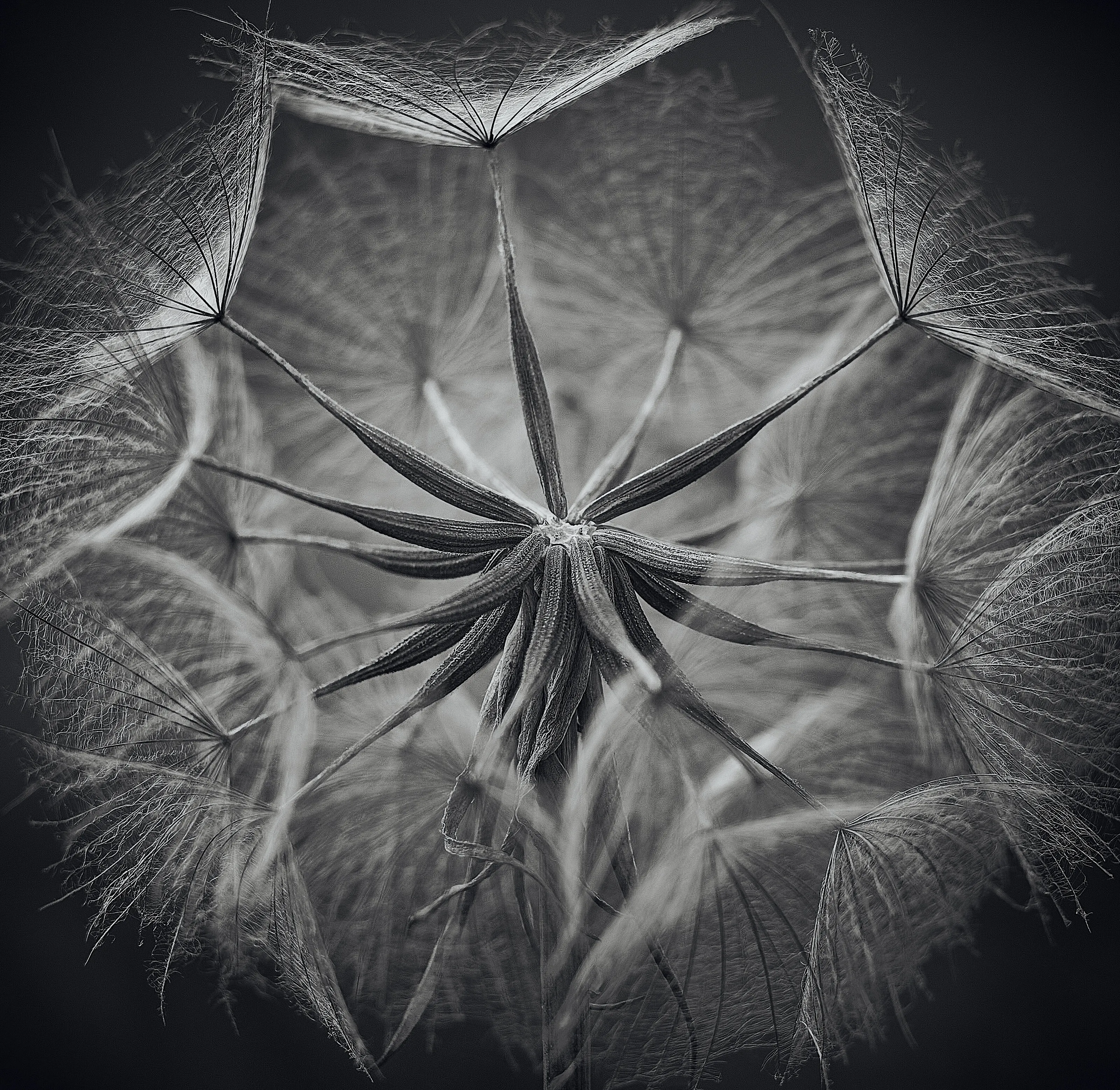 Giant Dandi / Salsify seed