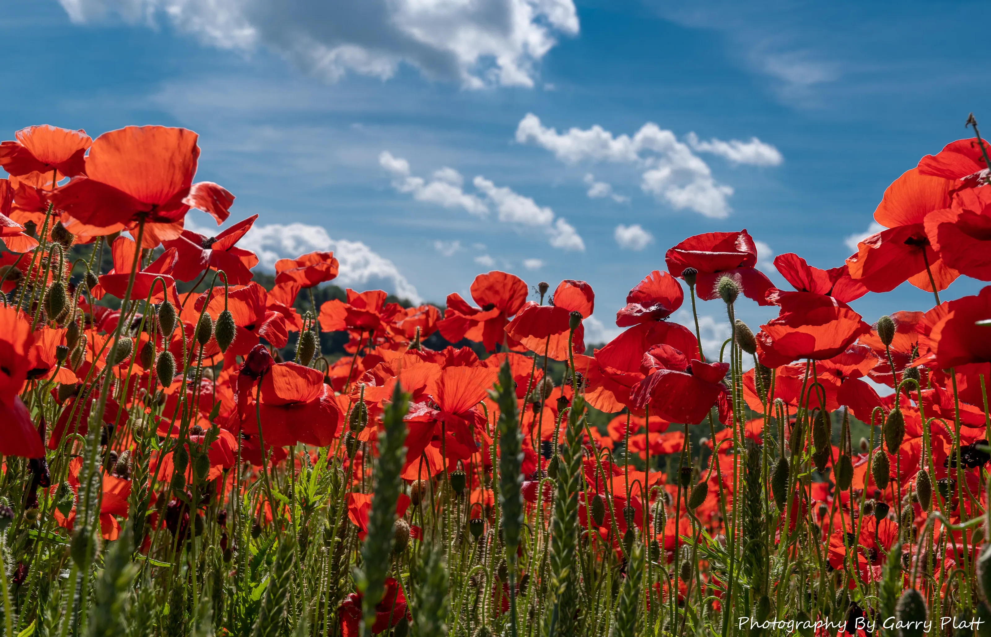 Poppy Field - Hassop, England