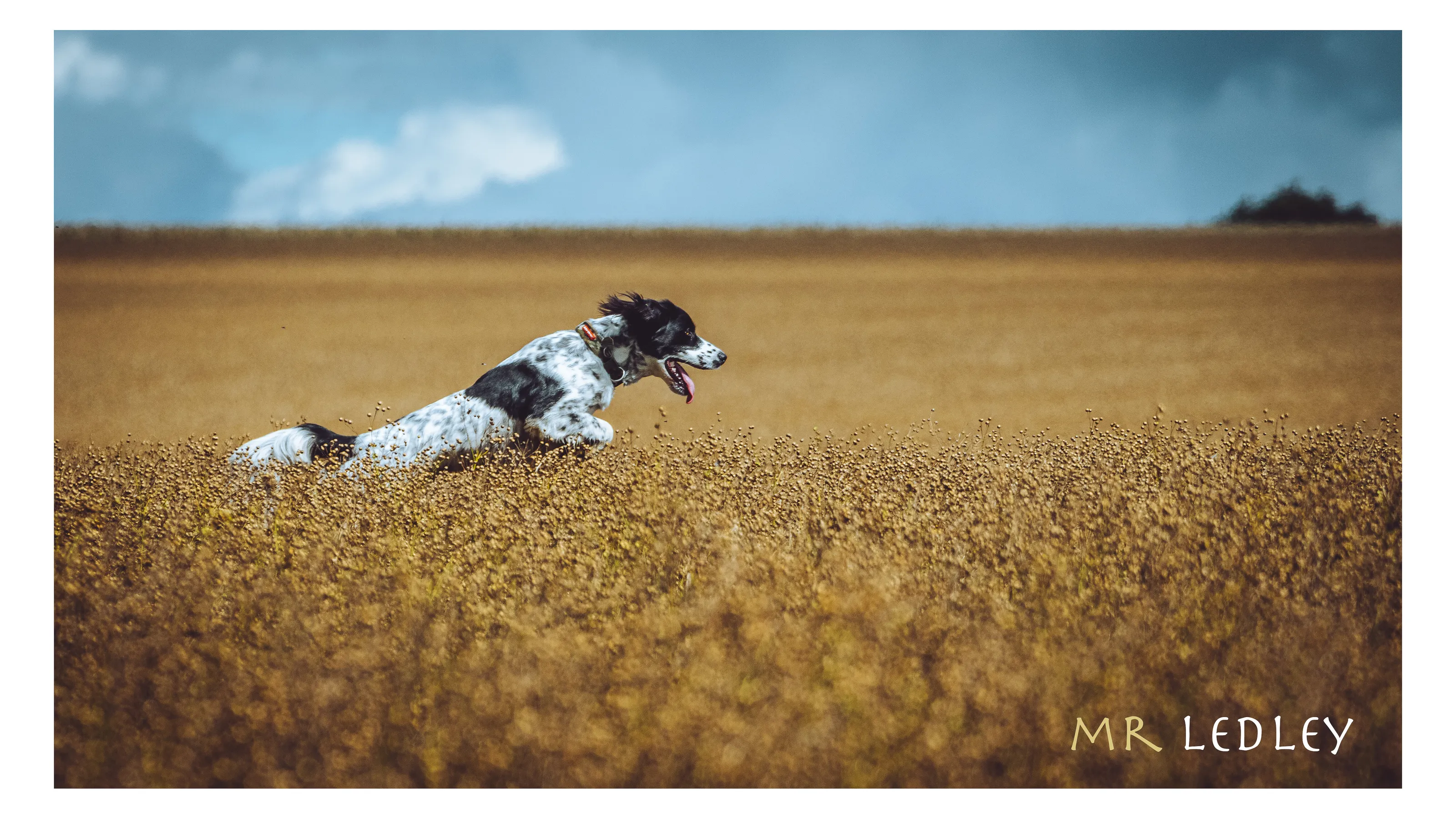 Happy in the harvest