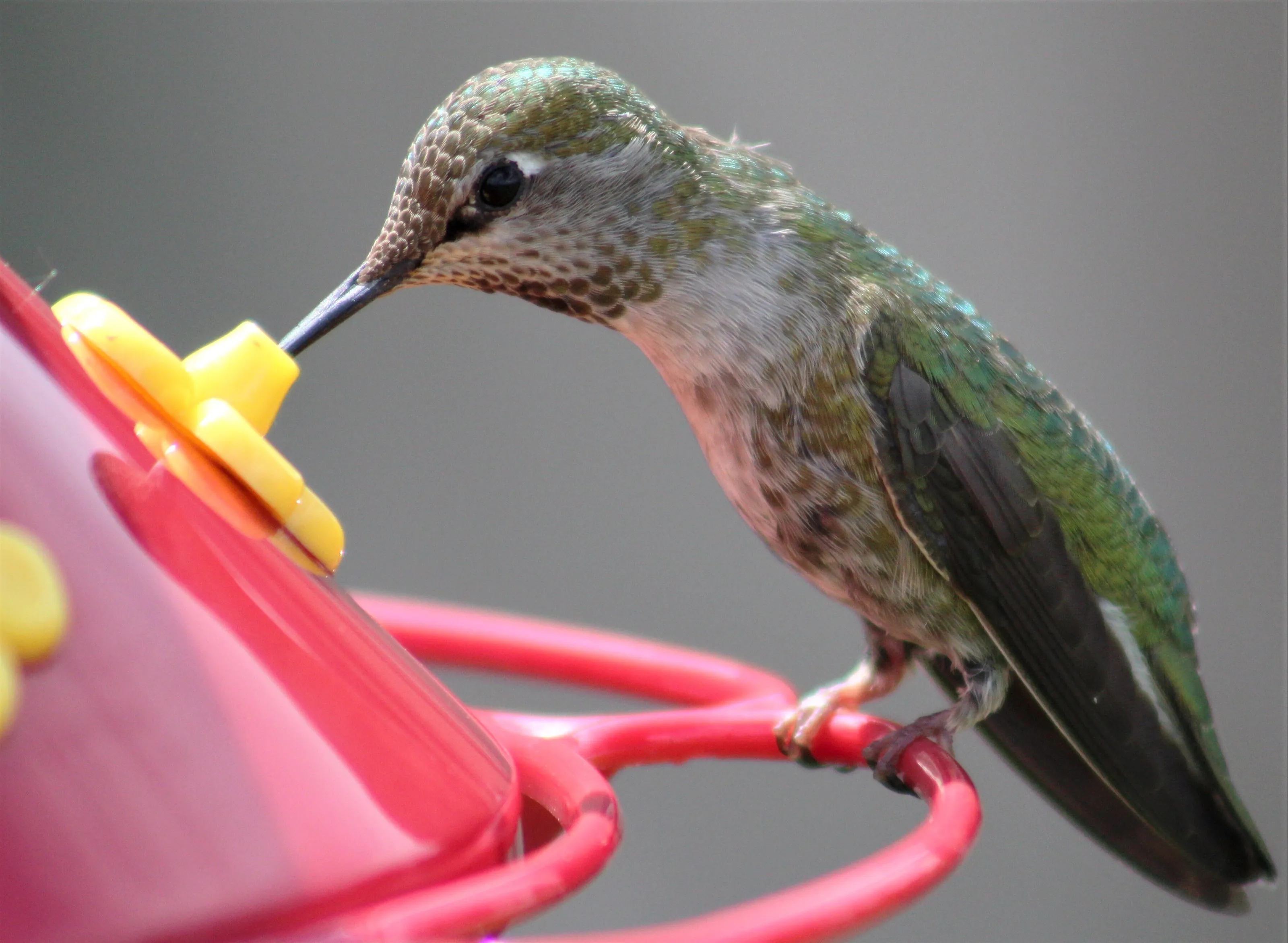 Hungry Hummy