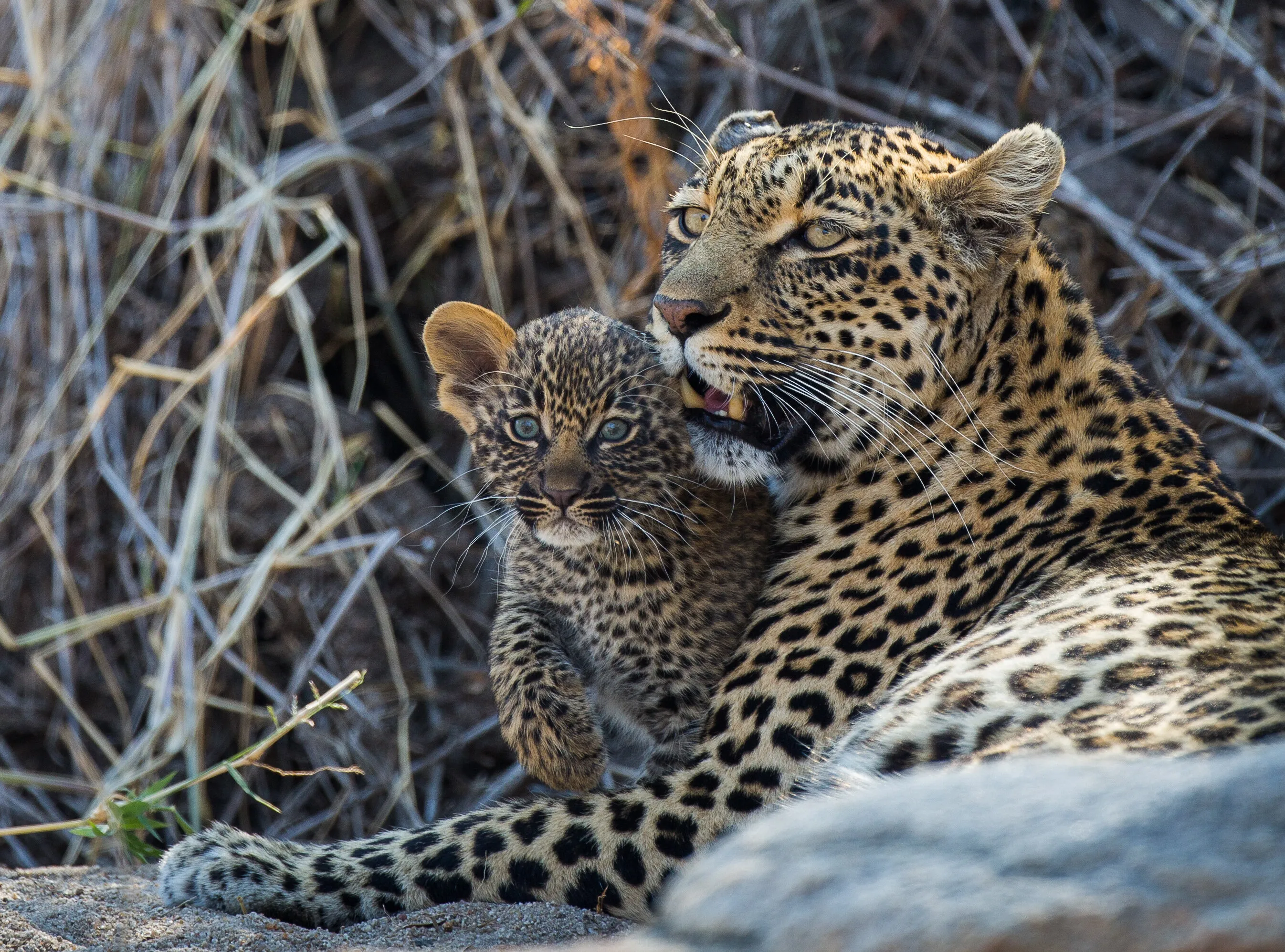 Leopard mother and young cub