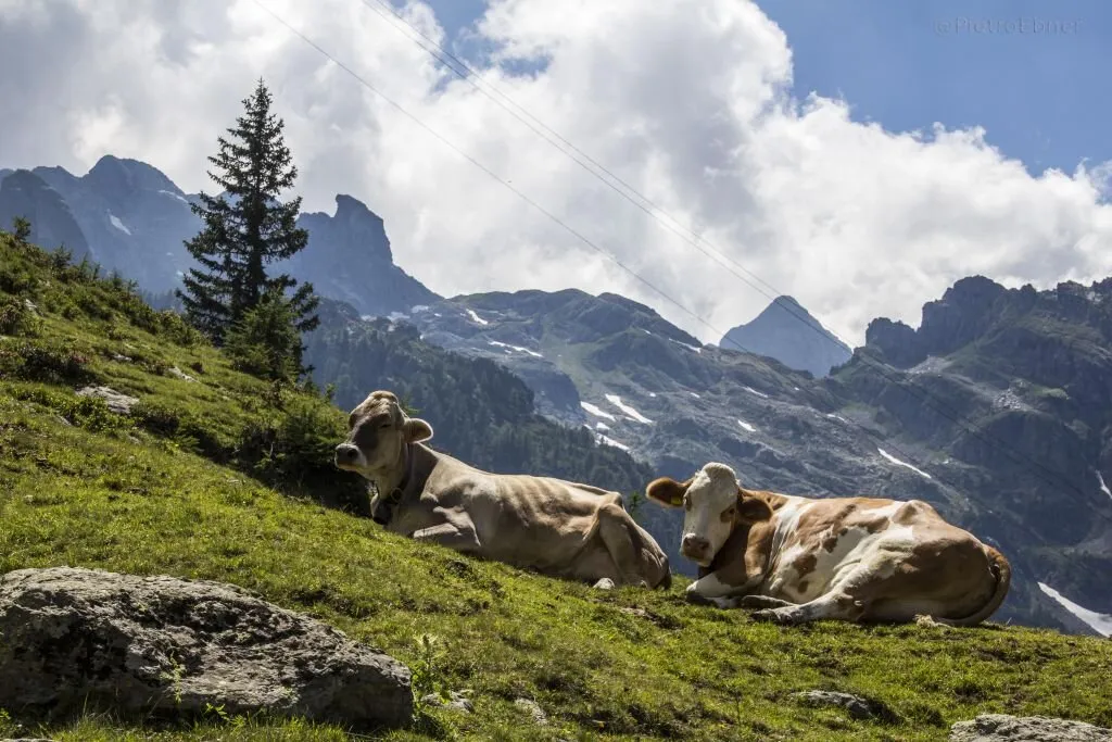 Entry 7543175
