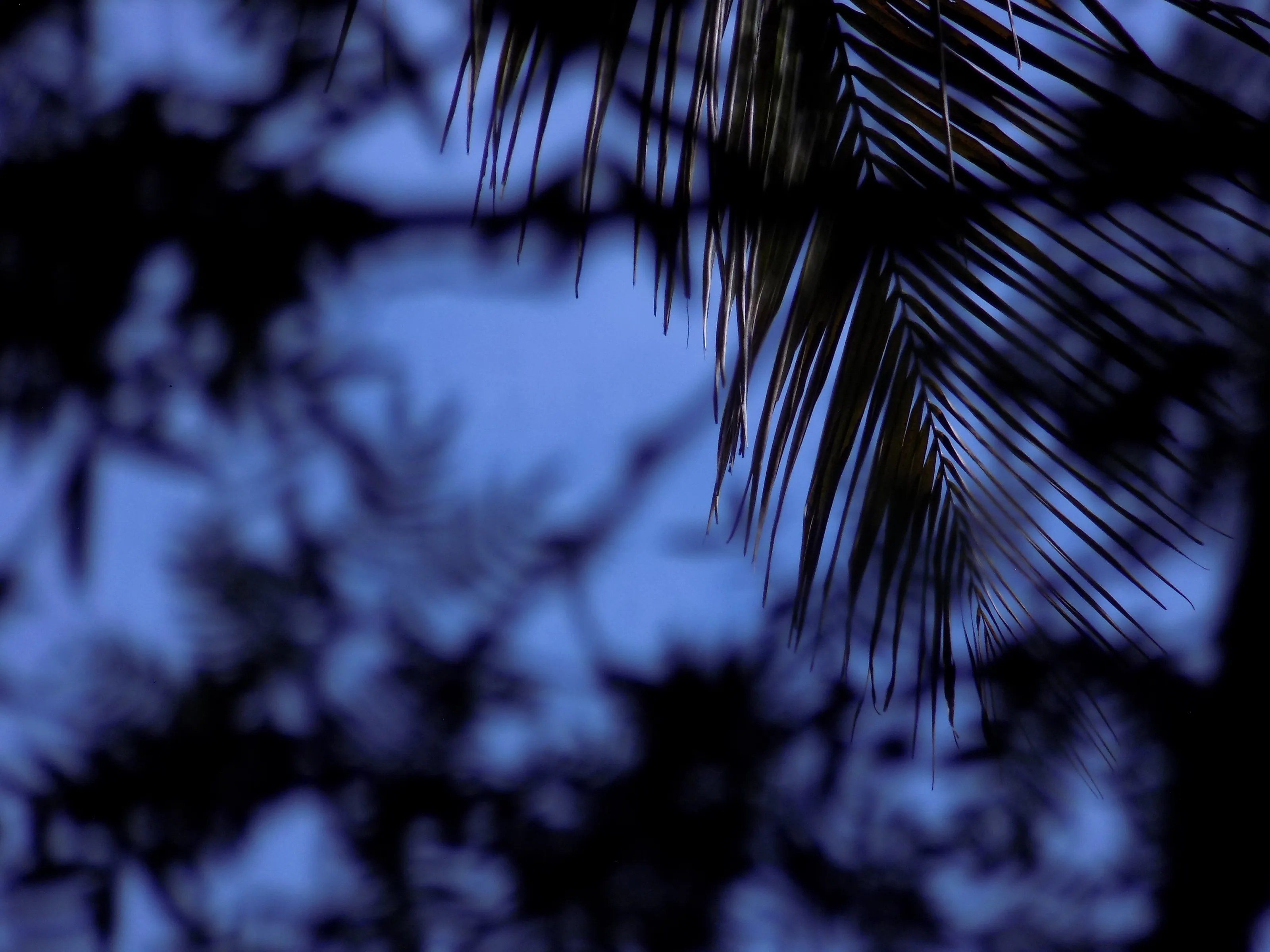 Banner image