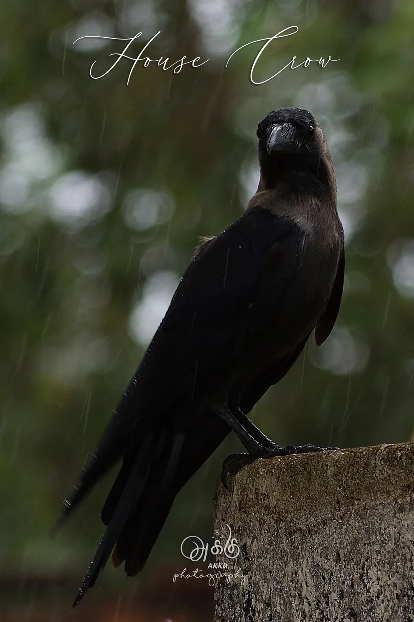 Entry 7658524