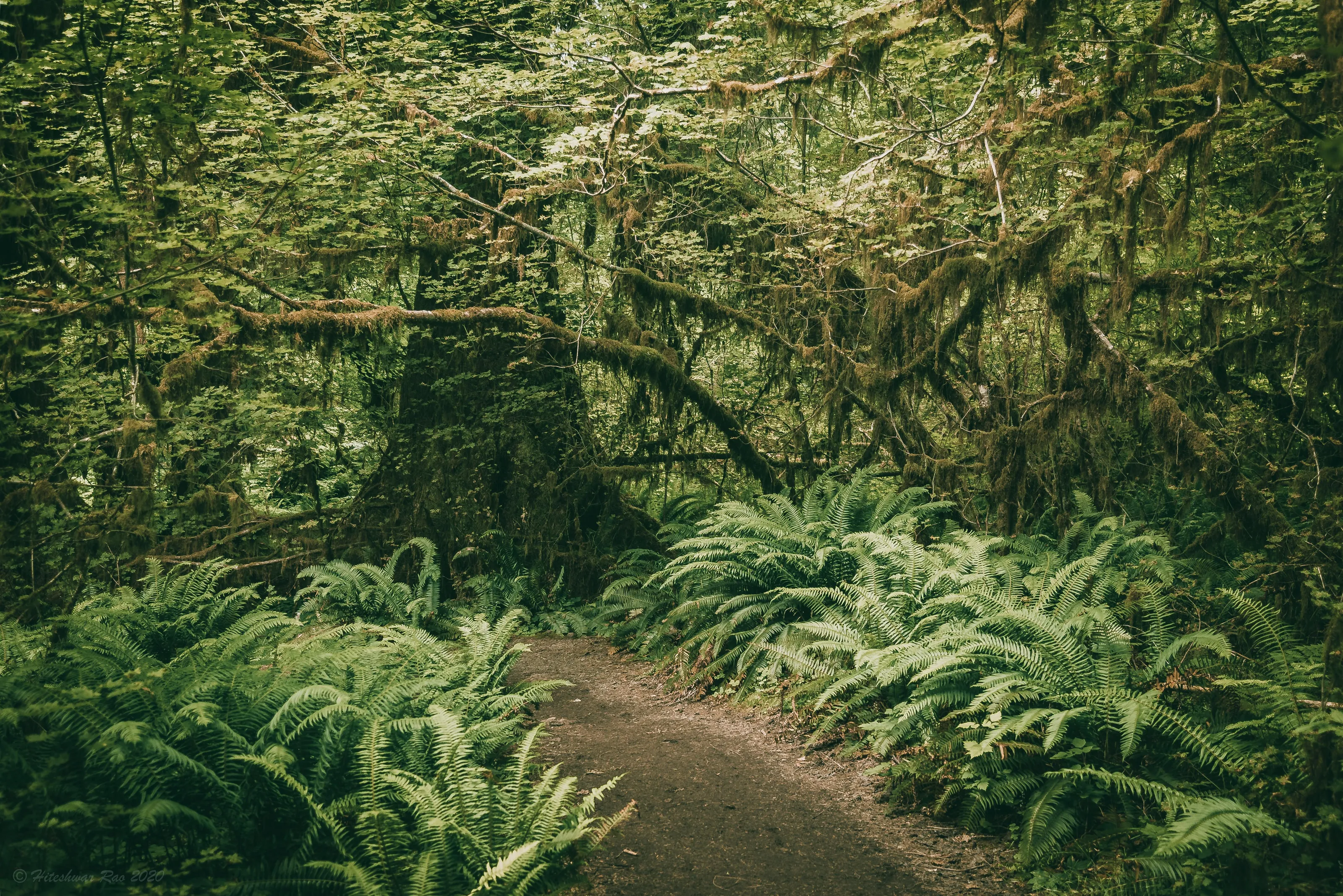 Into the woods