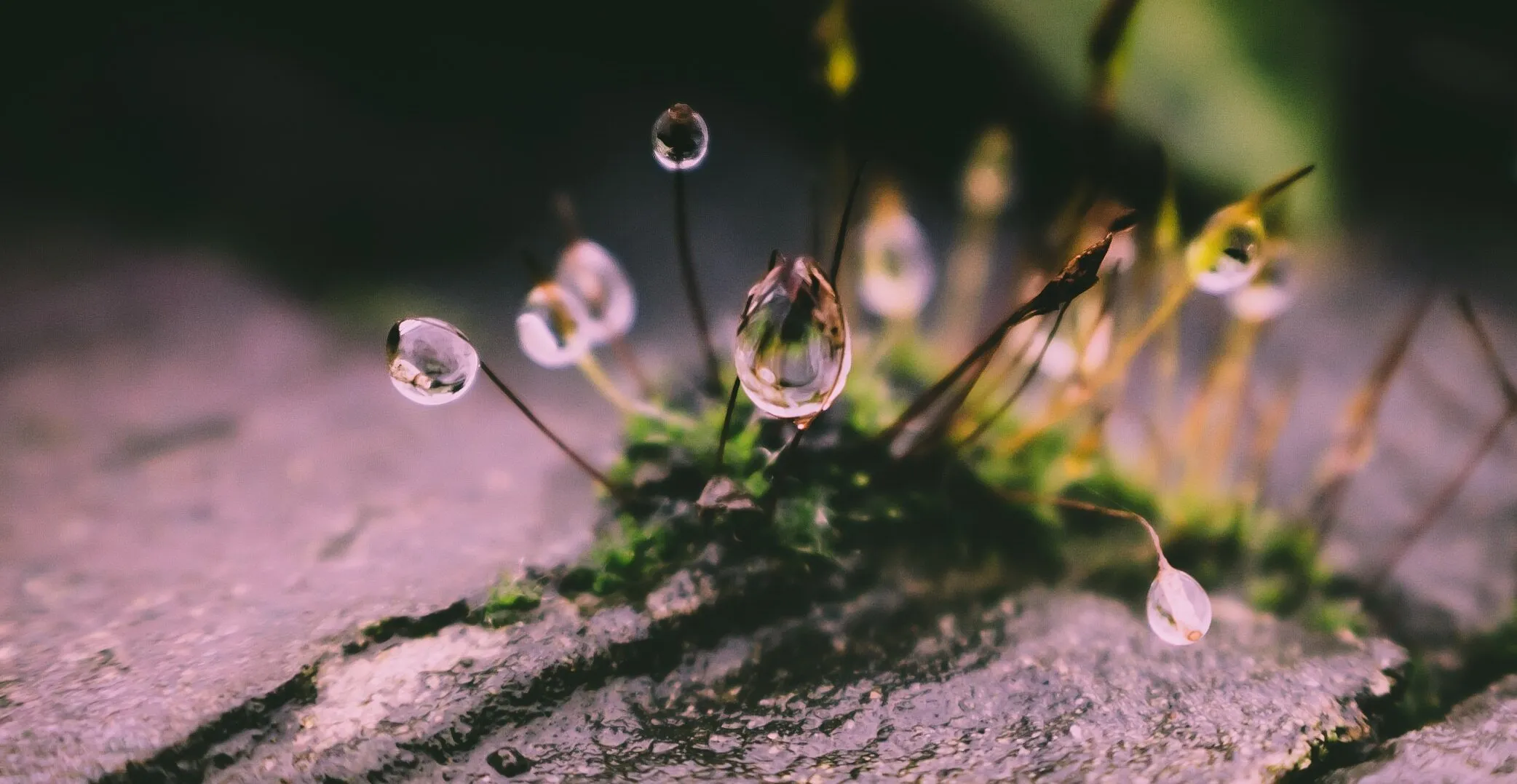 Rainbuds