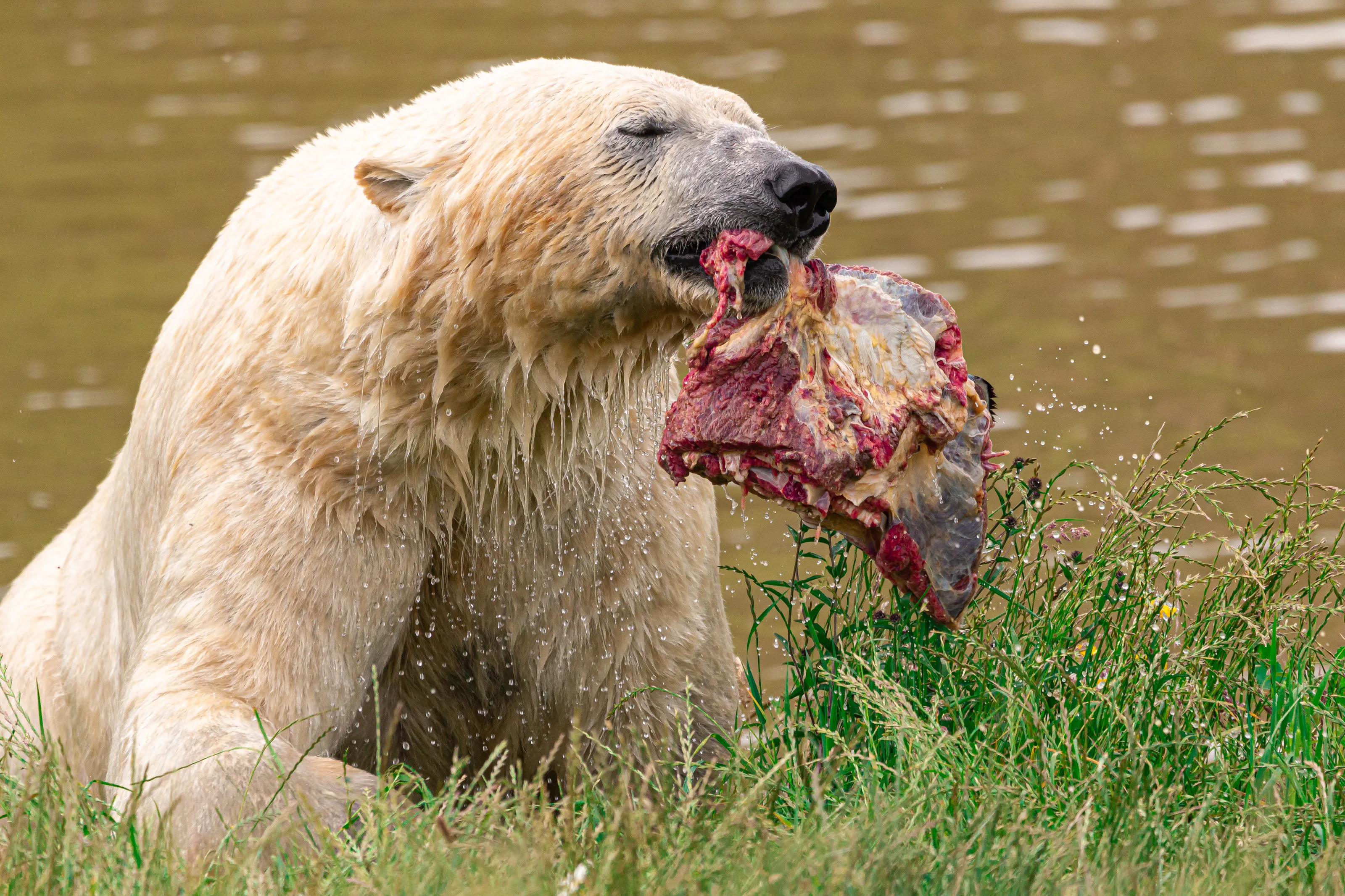 Hungry polar bear