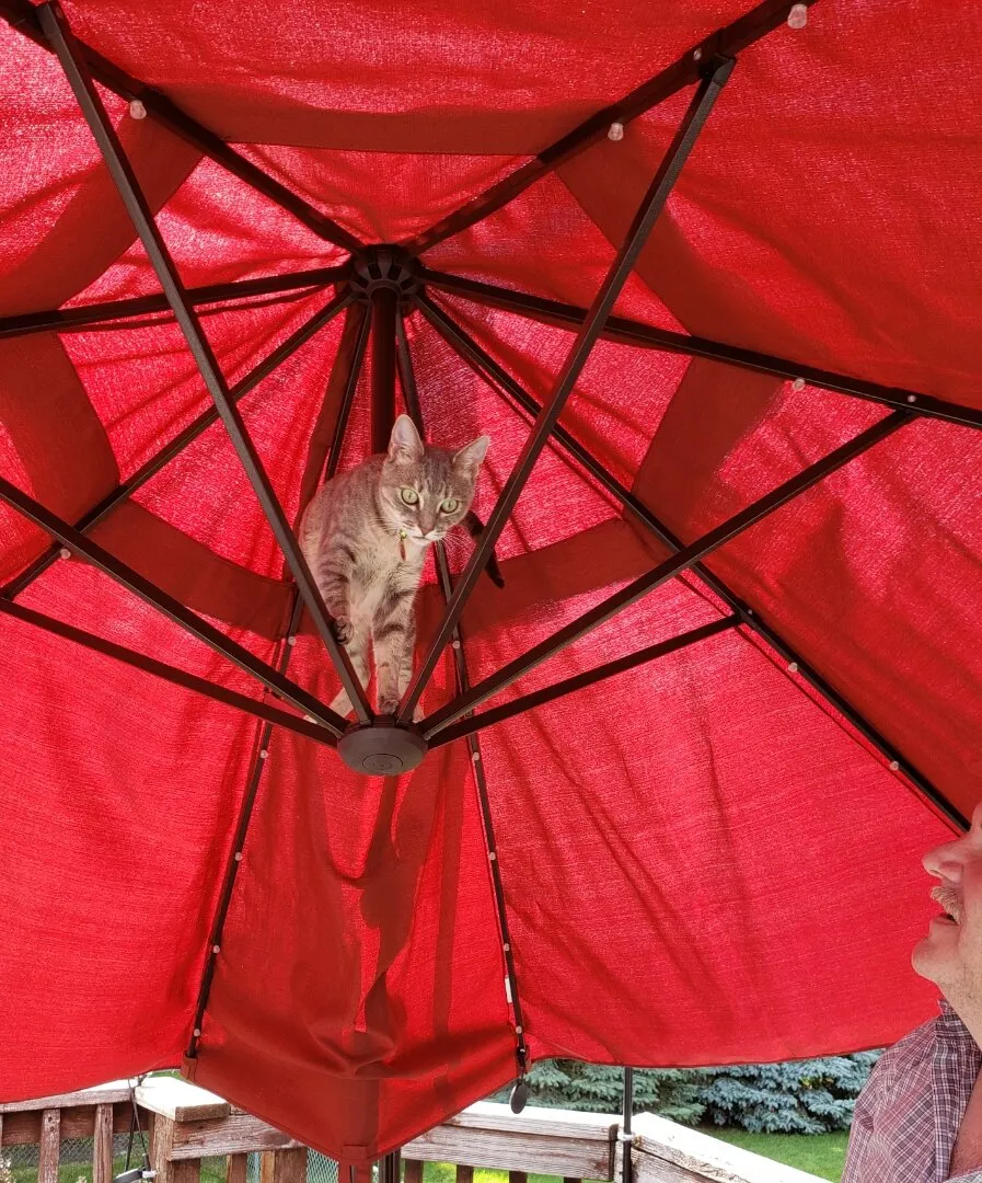 Banner image