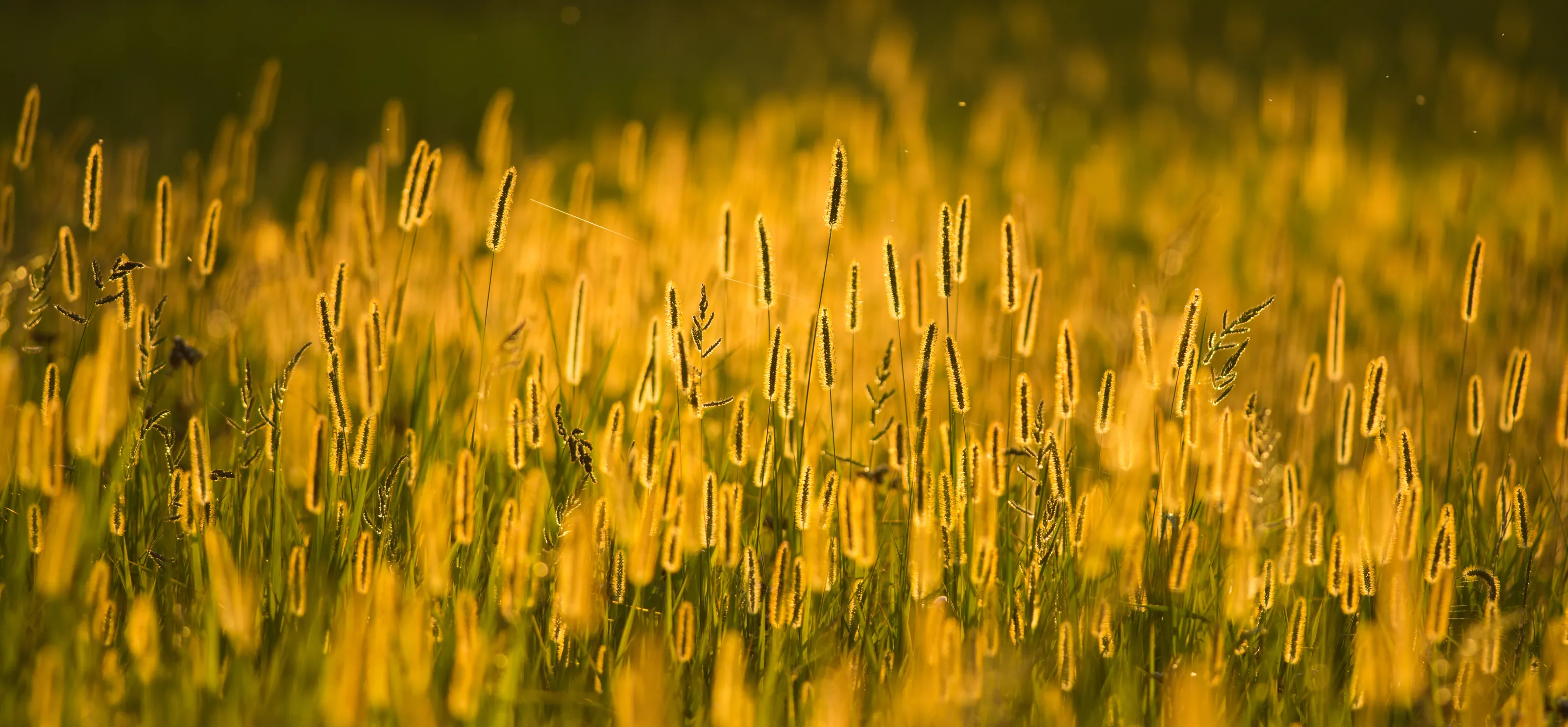 Champs de setaria viridis au crépuscule.