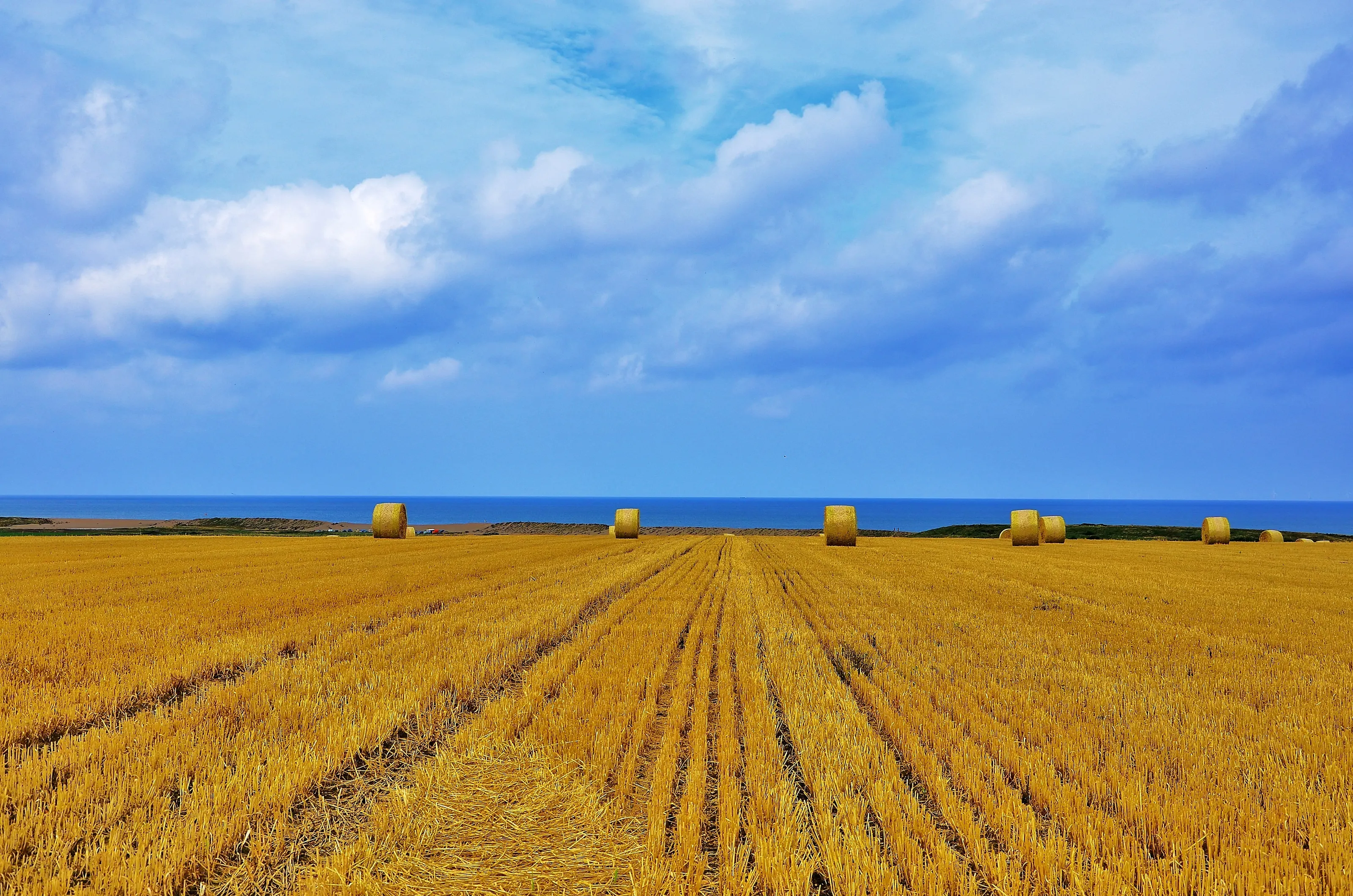 Harvest time in Norfolk.