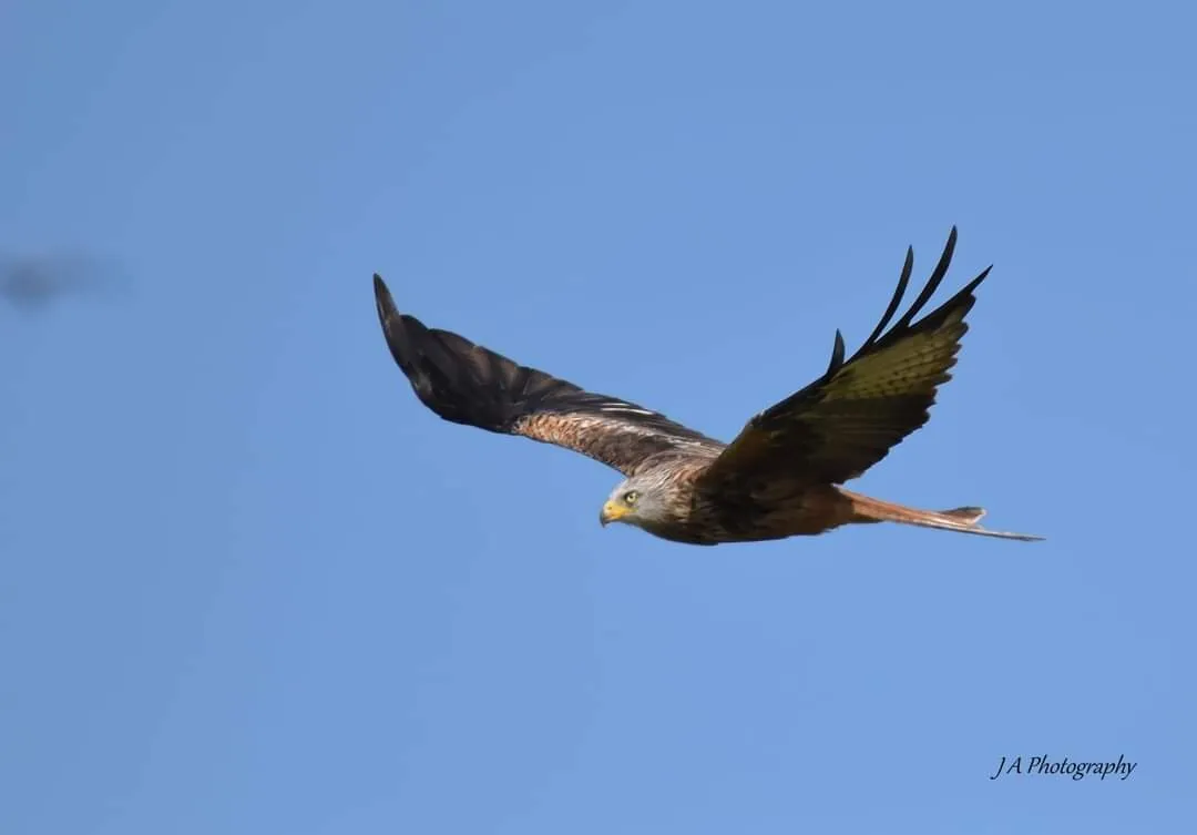 Free bird