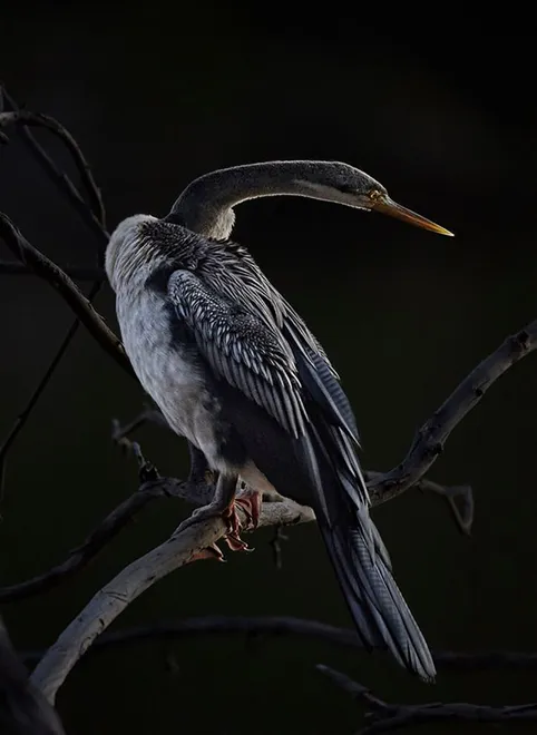 Darter in the afterglow