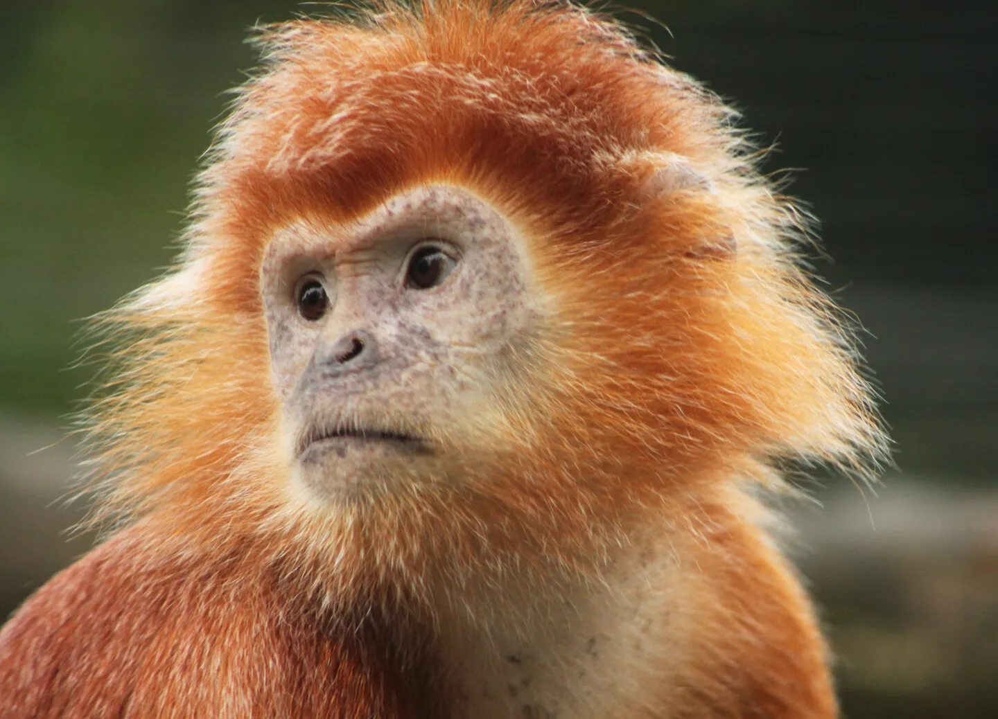 Javan Langur Monkey