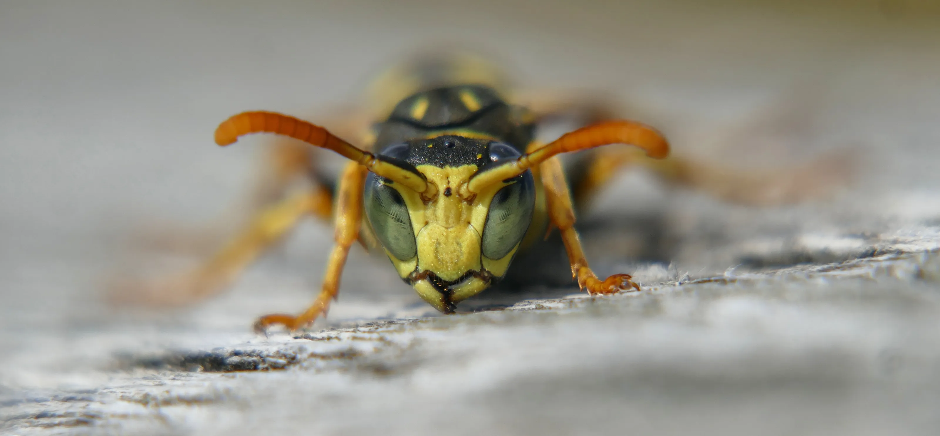 paper wasp