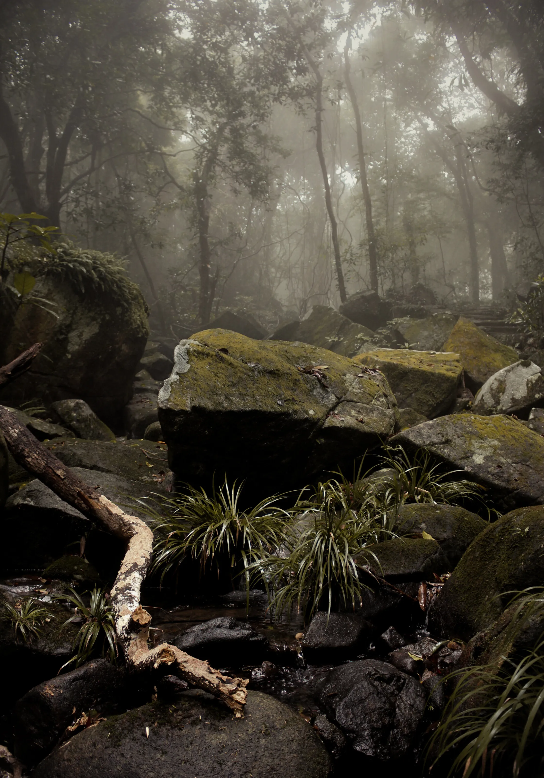 Silent forest