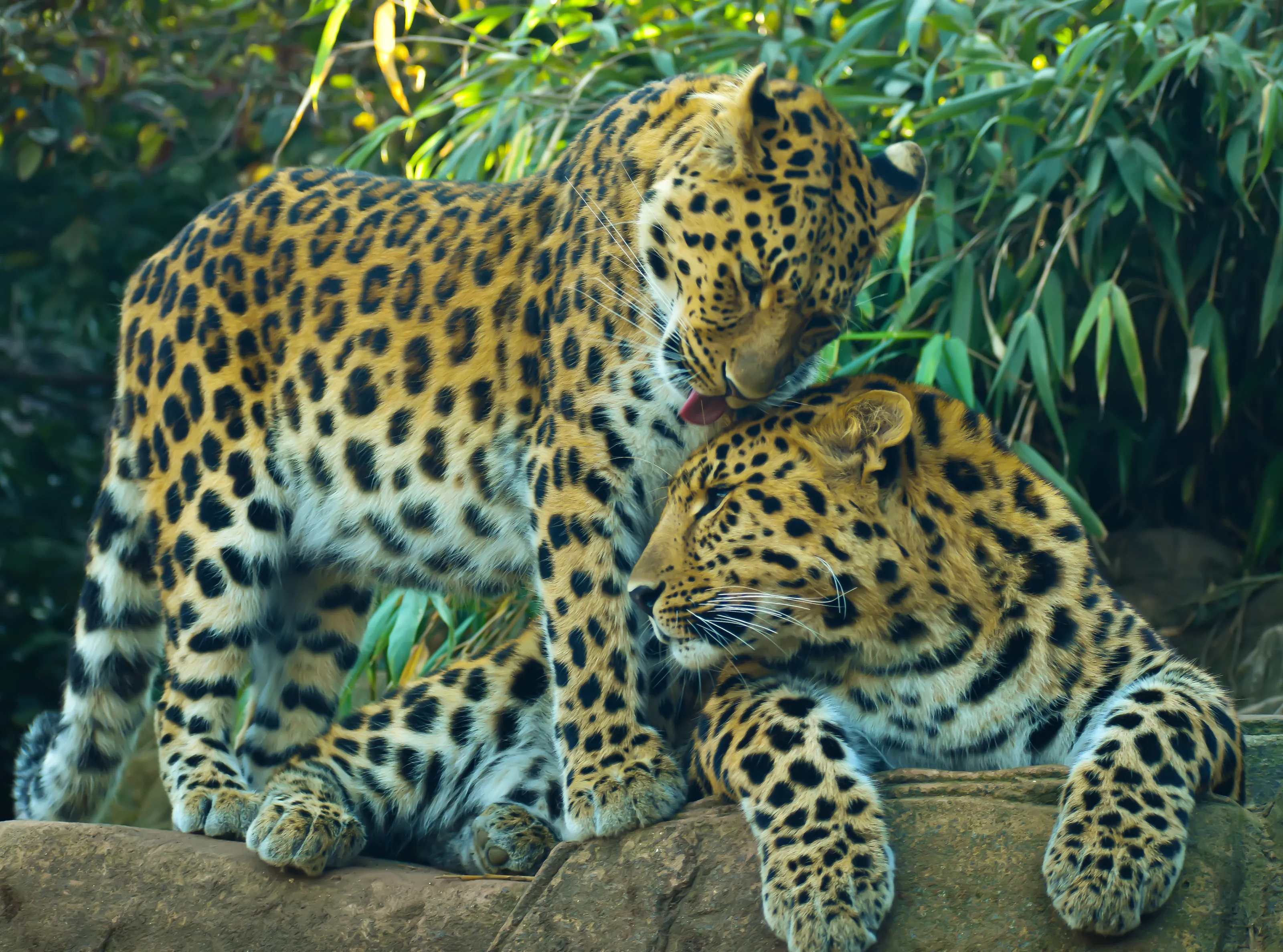 Leopard Love