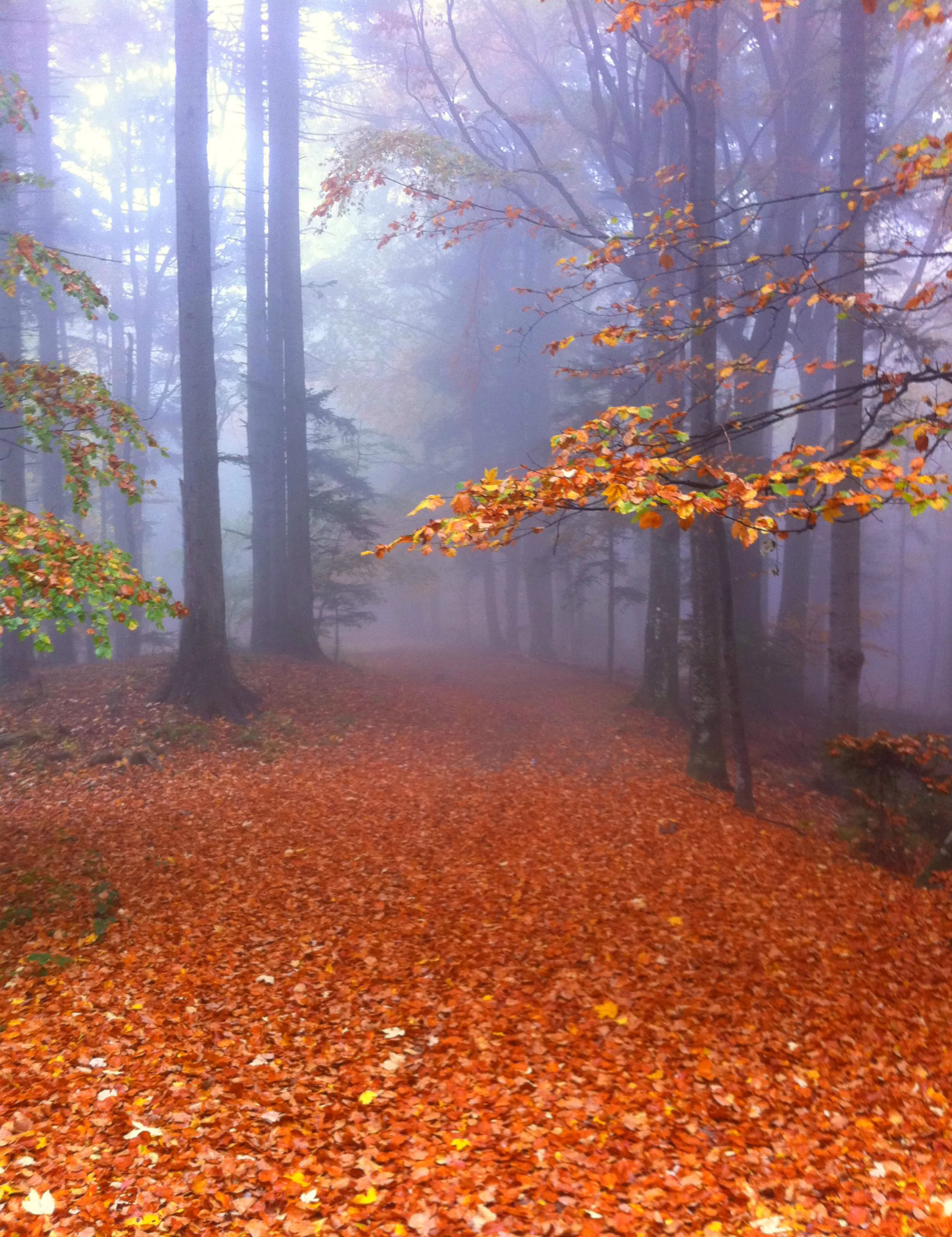 Magic forest