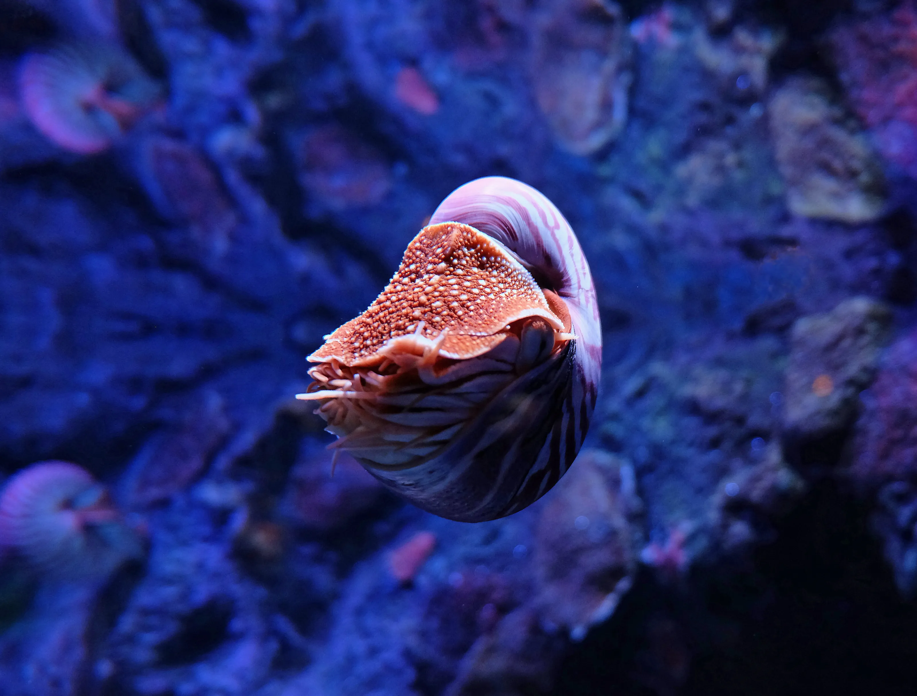 Nautilus