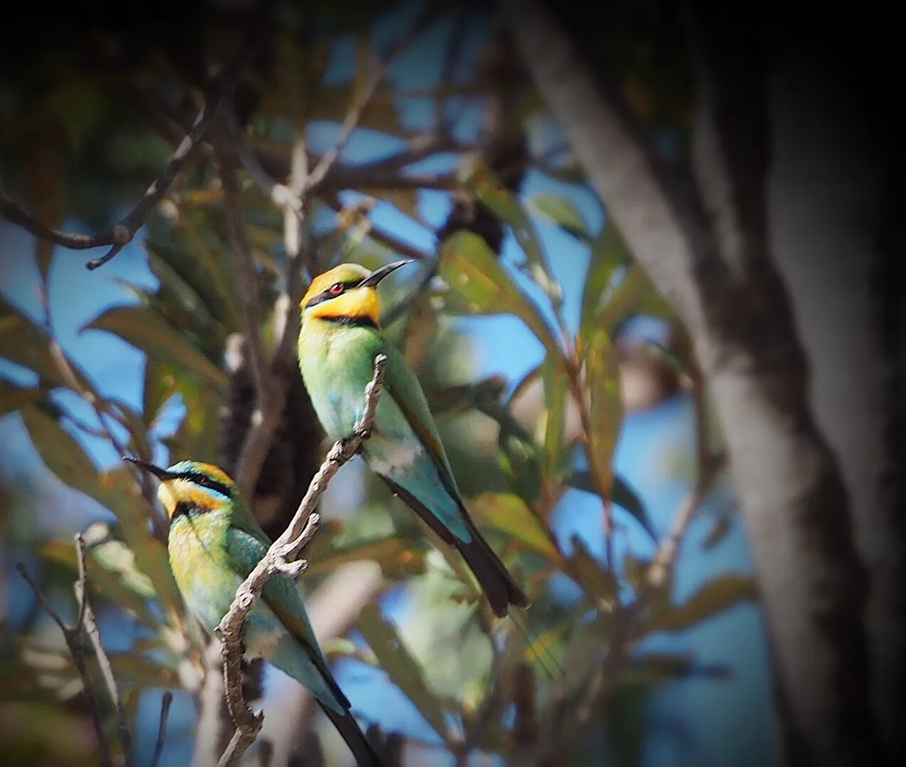 Bee eaters