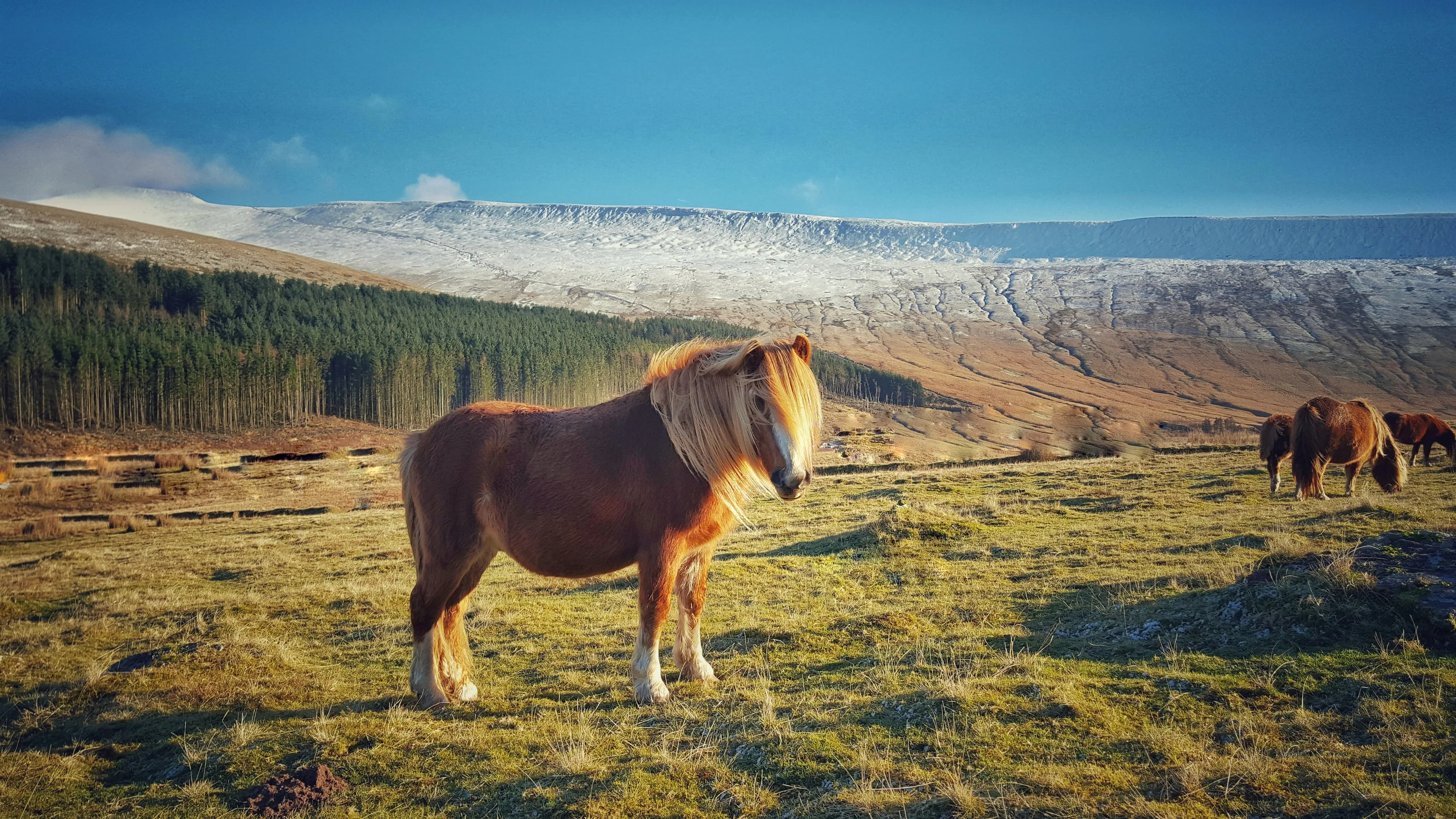 Wild Pony, Brecon Beacons