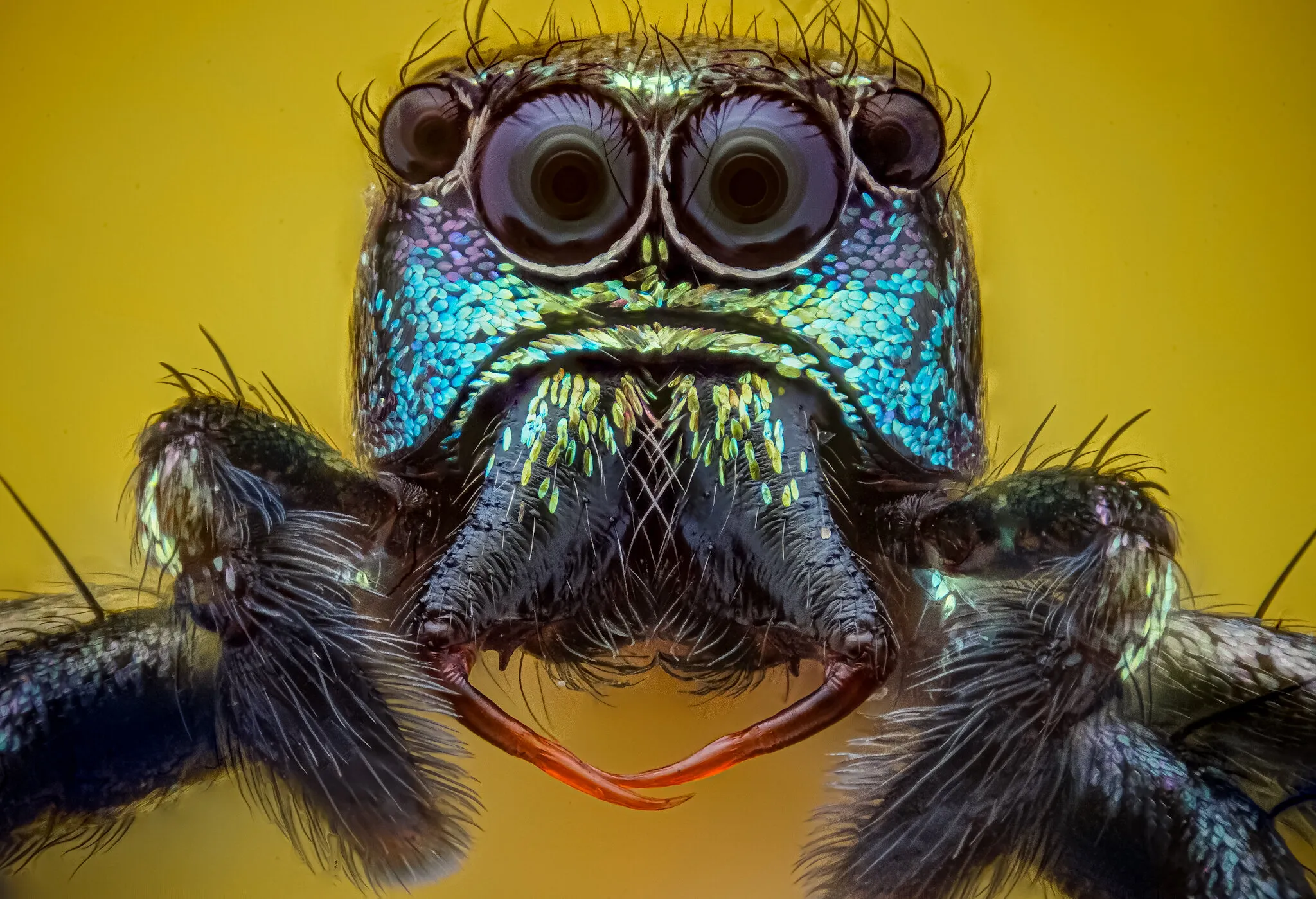 Jump Spider