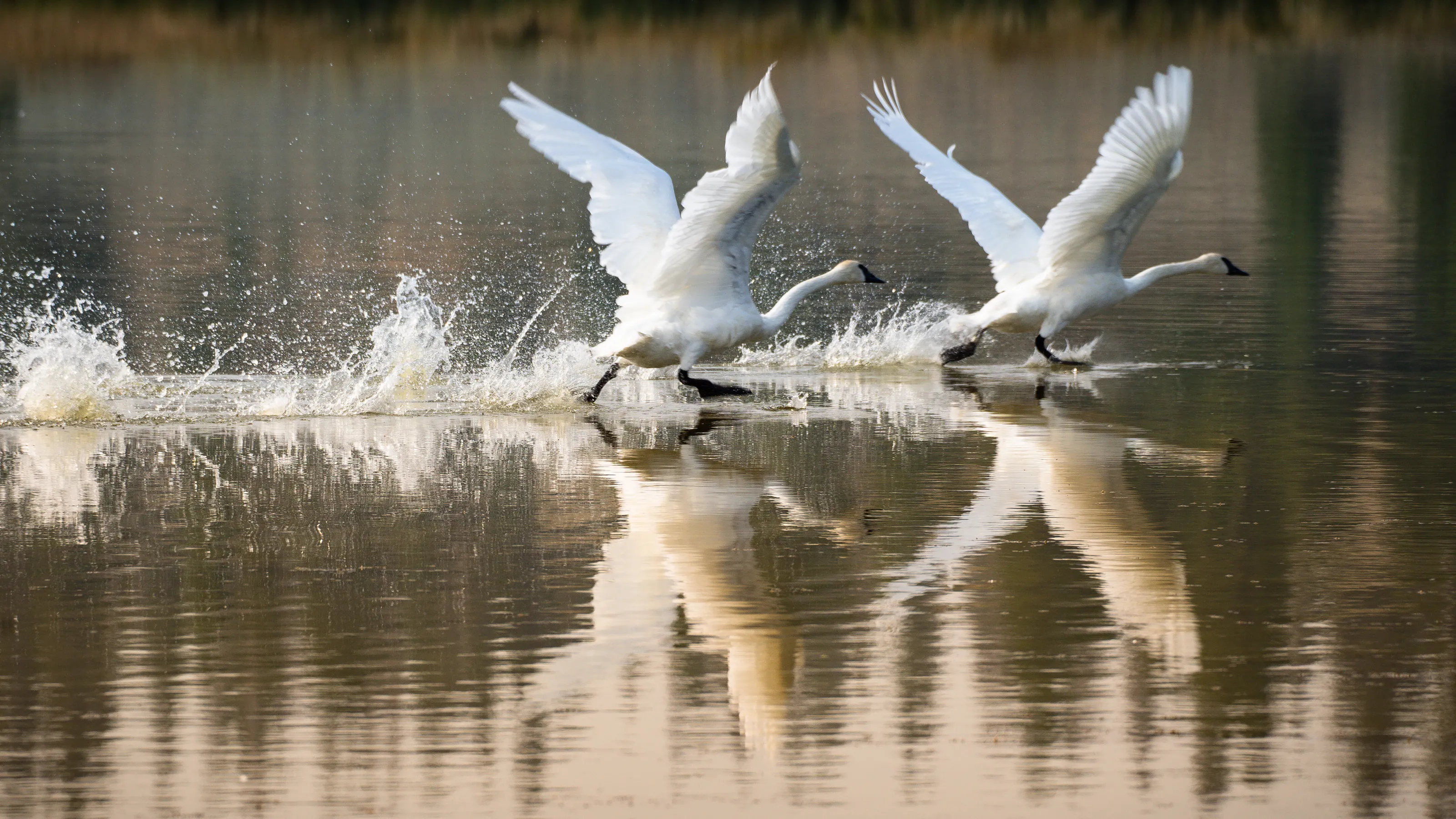 Swan Duo