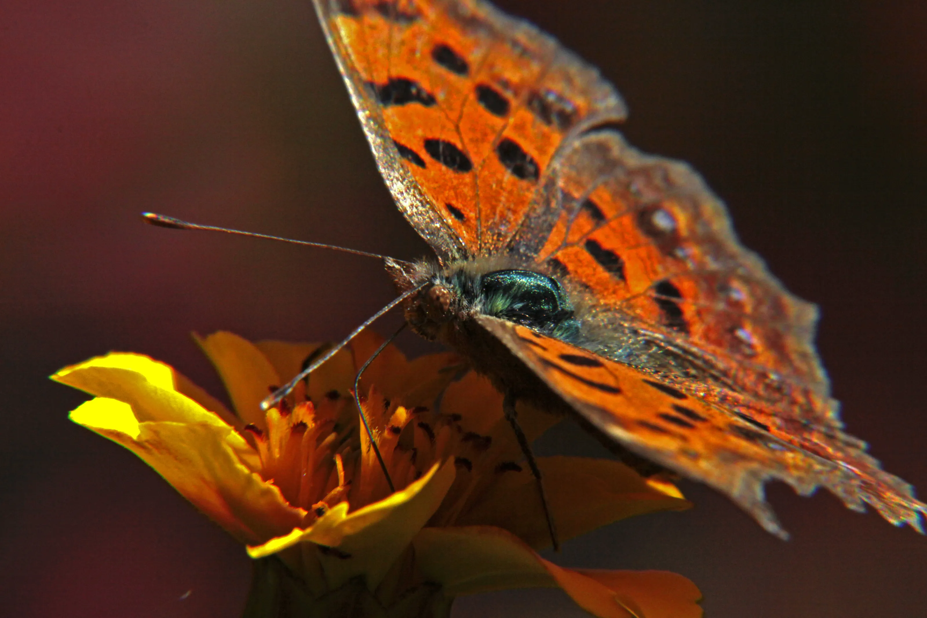 Autumn butterflies