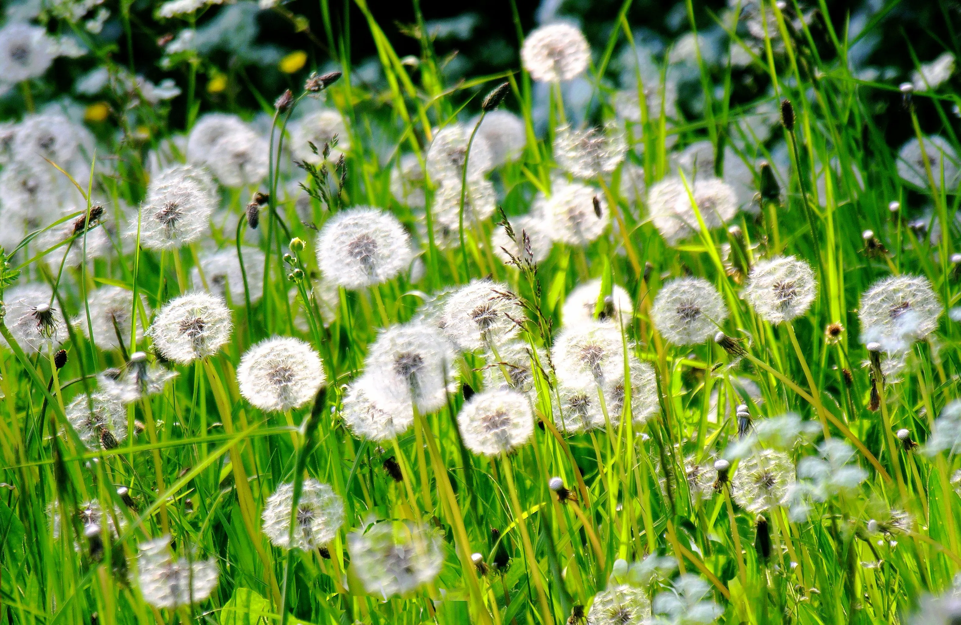 Dandelion Puffballs