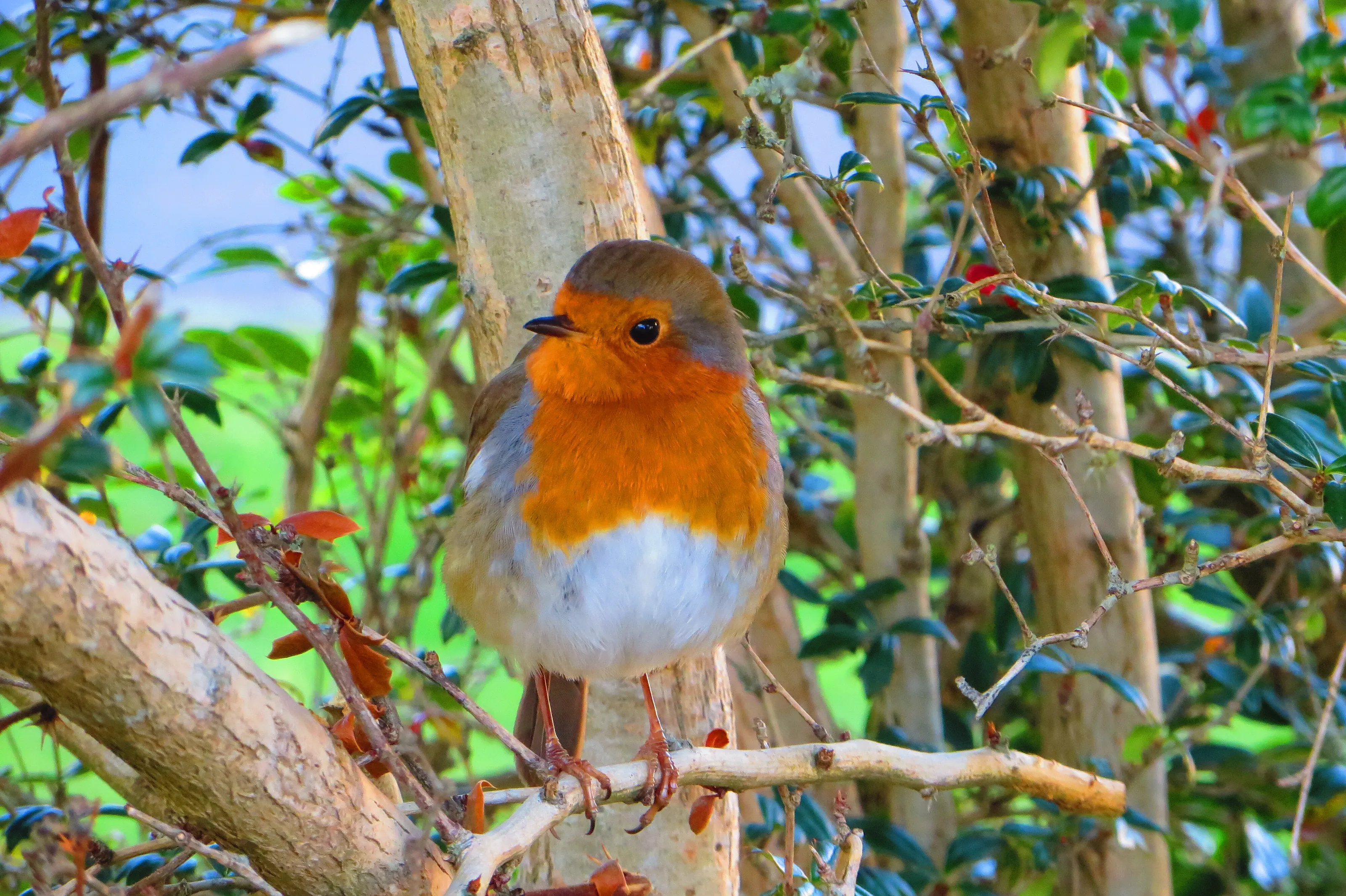 Cheeky Robin