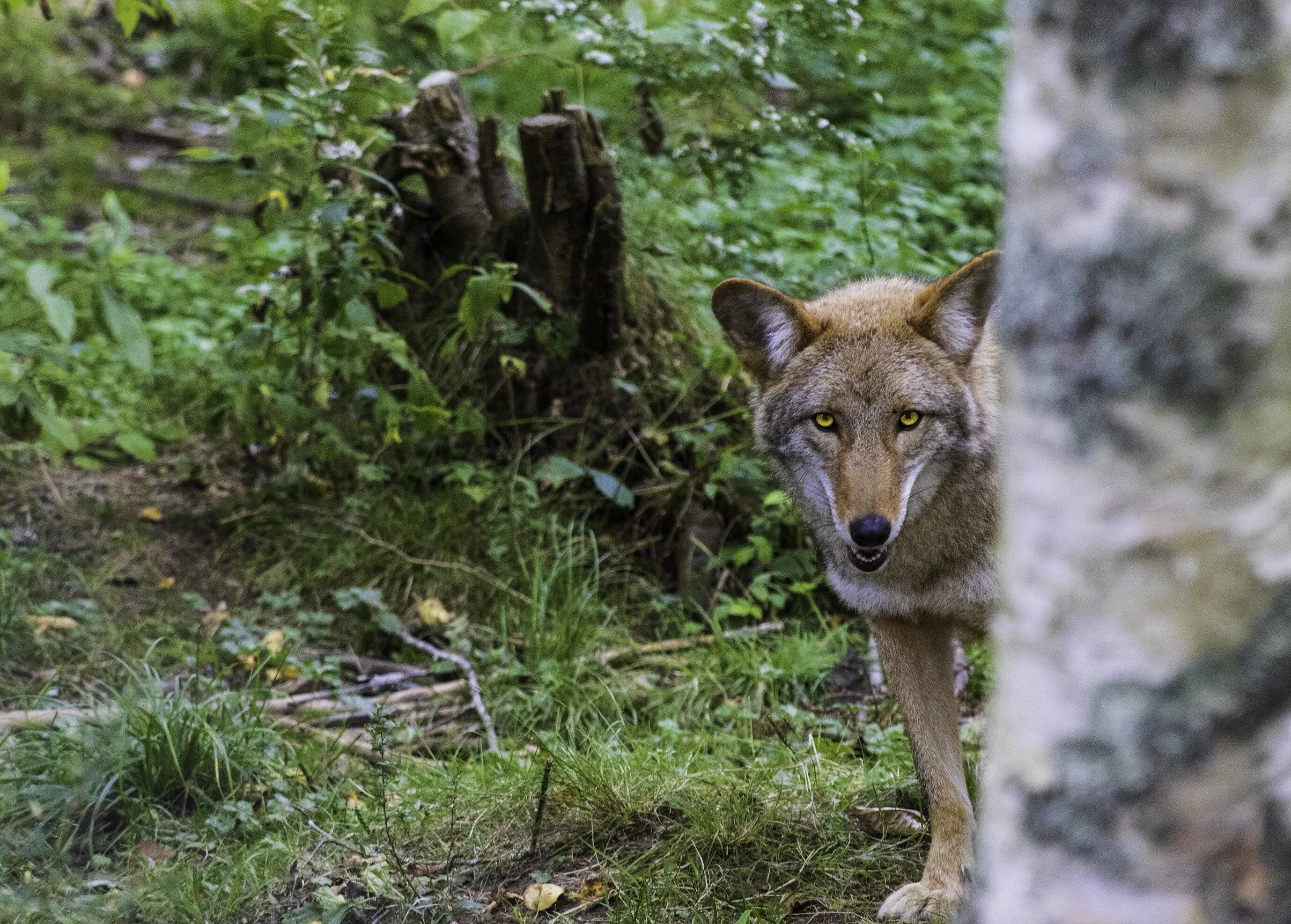 Coyote