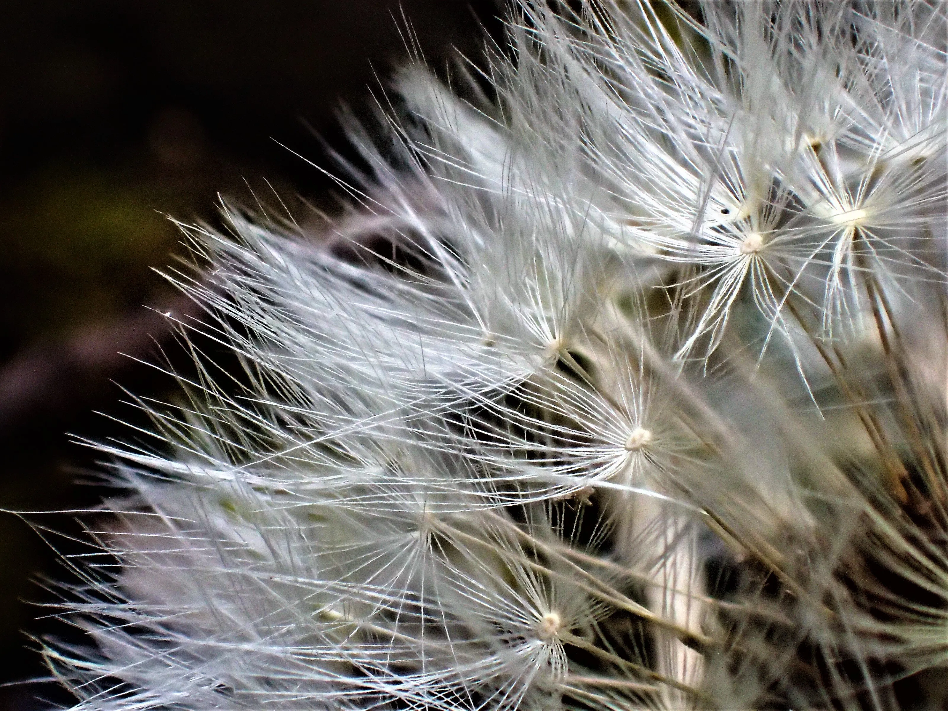 Taraxacum officinale