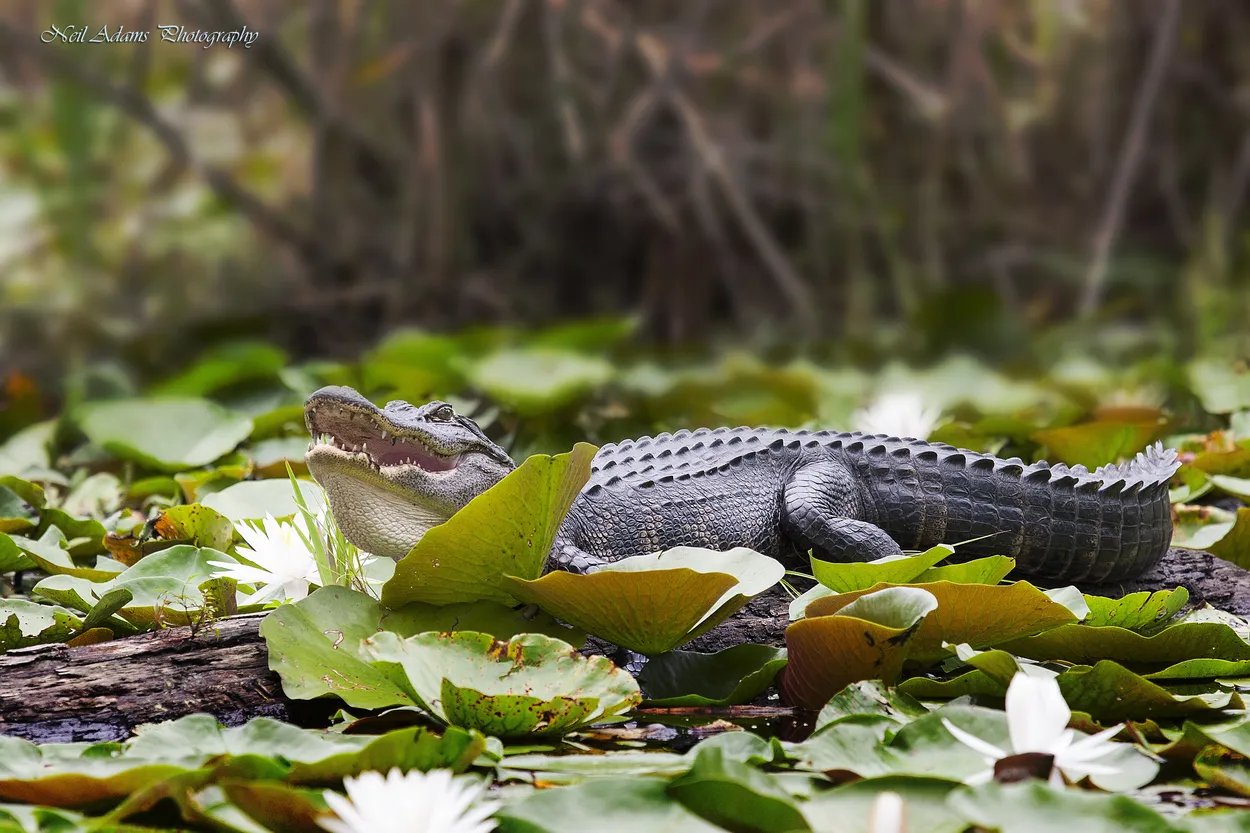 Entry 8581524