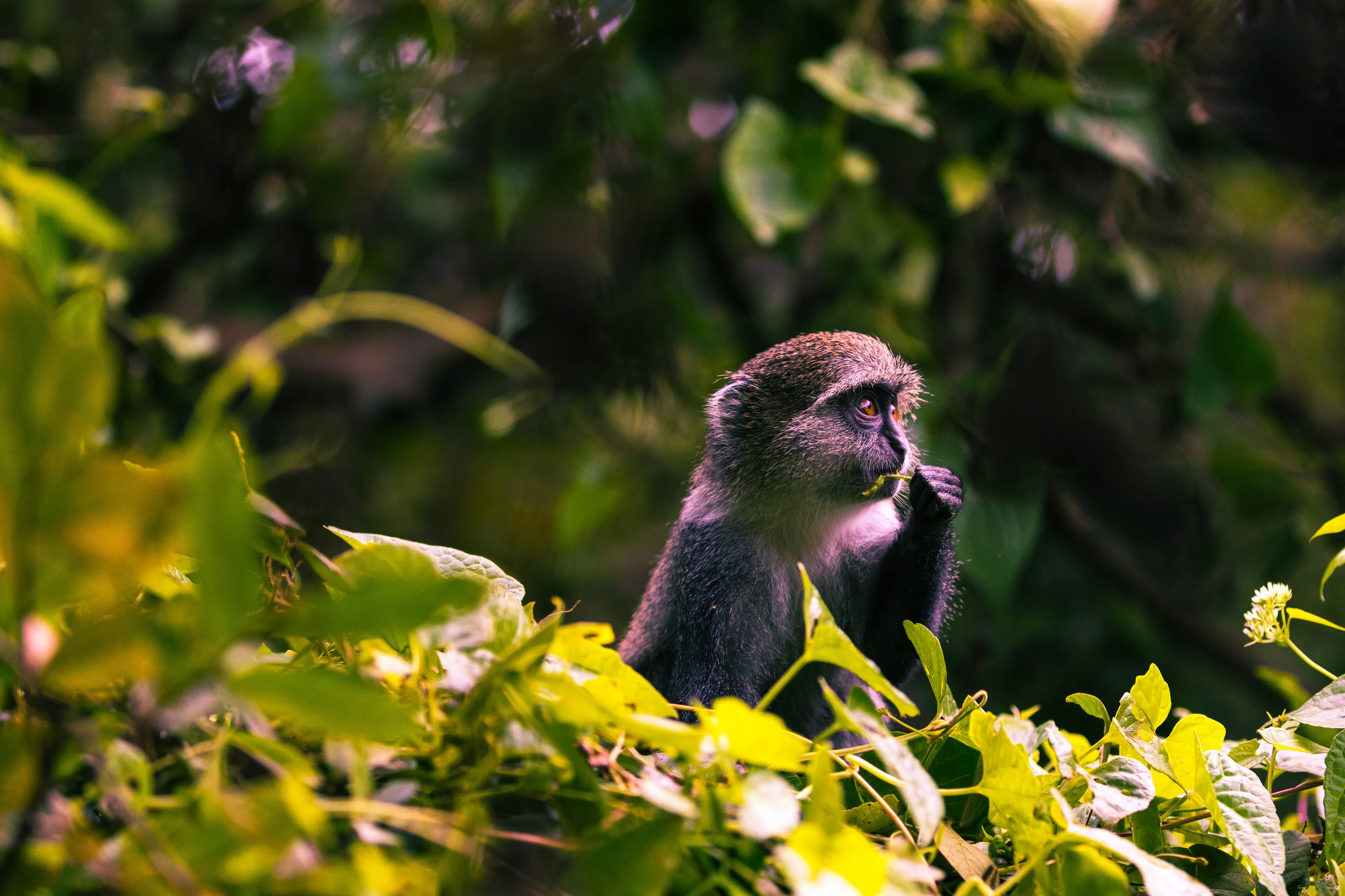 Shy Monkey in Jozani National Park