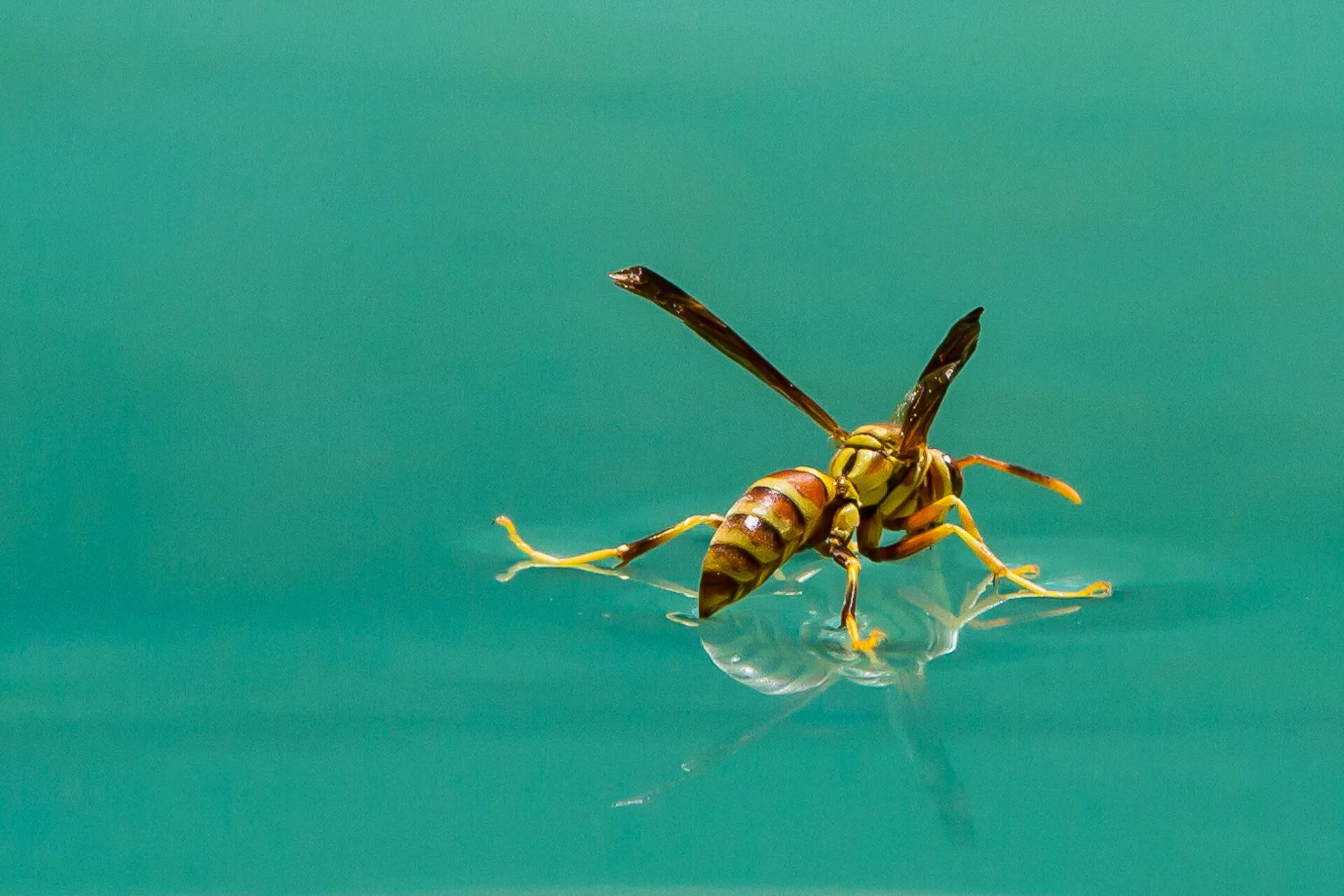 Surface Tension