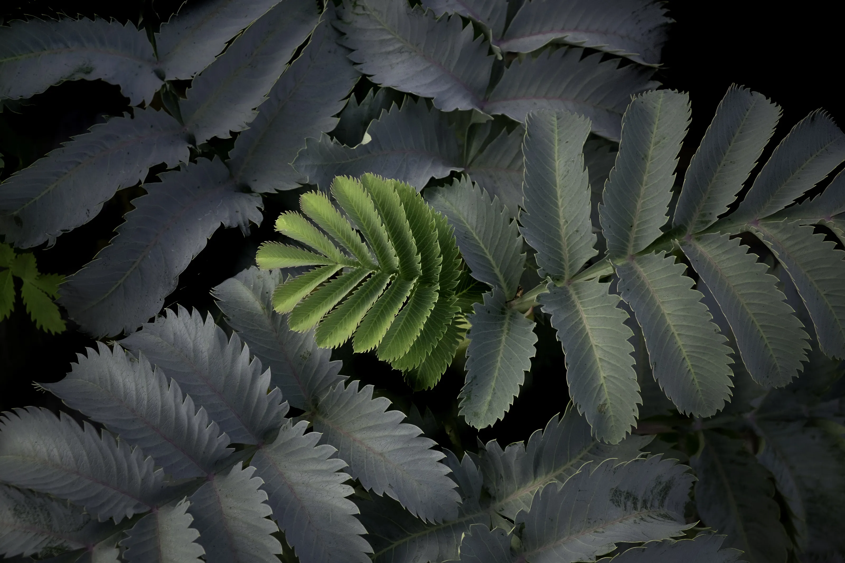 Leaves