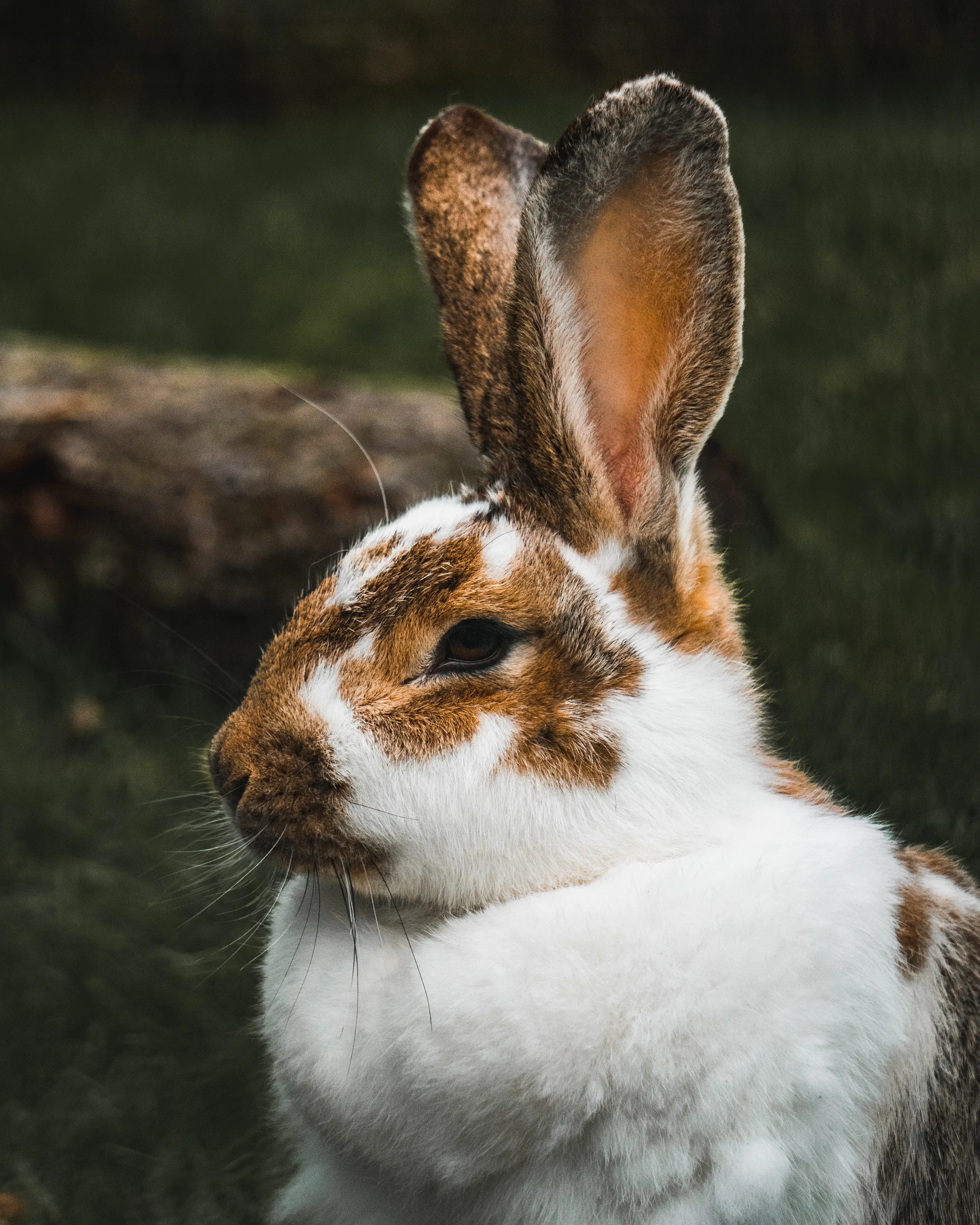Rustic Rabbit