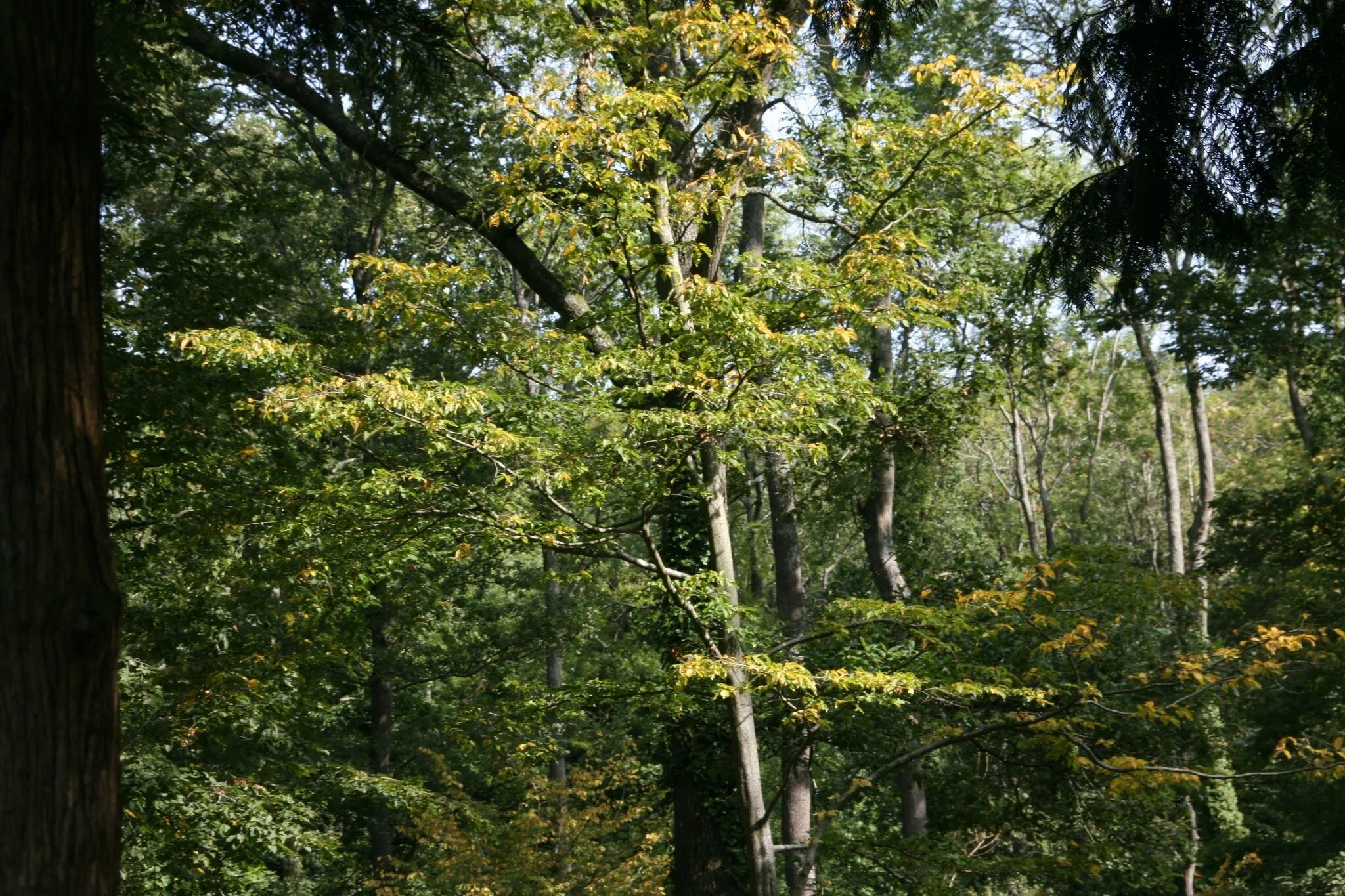 Walk in Bagley Wood