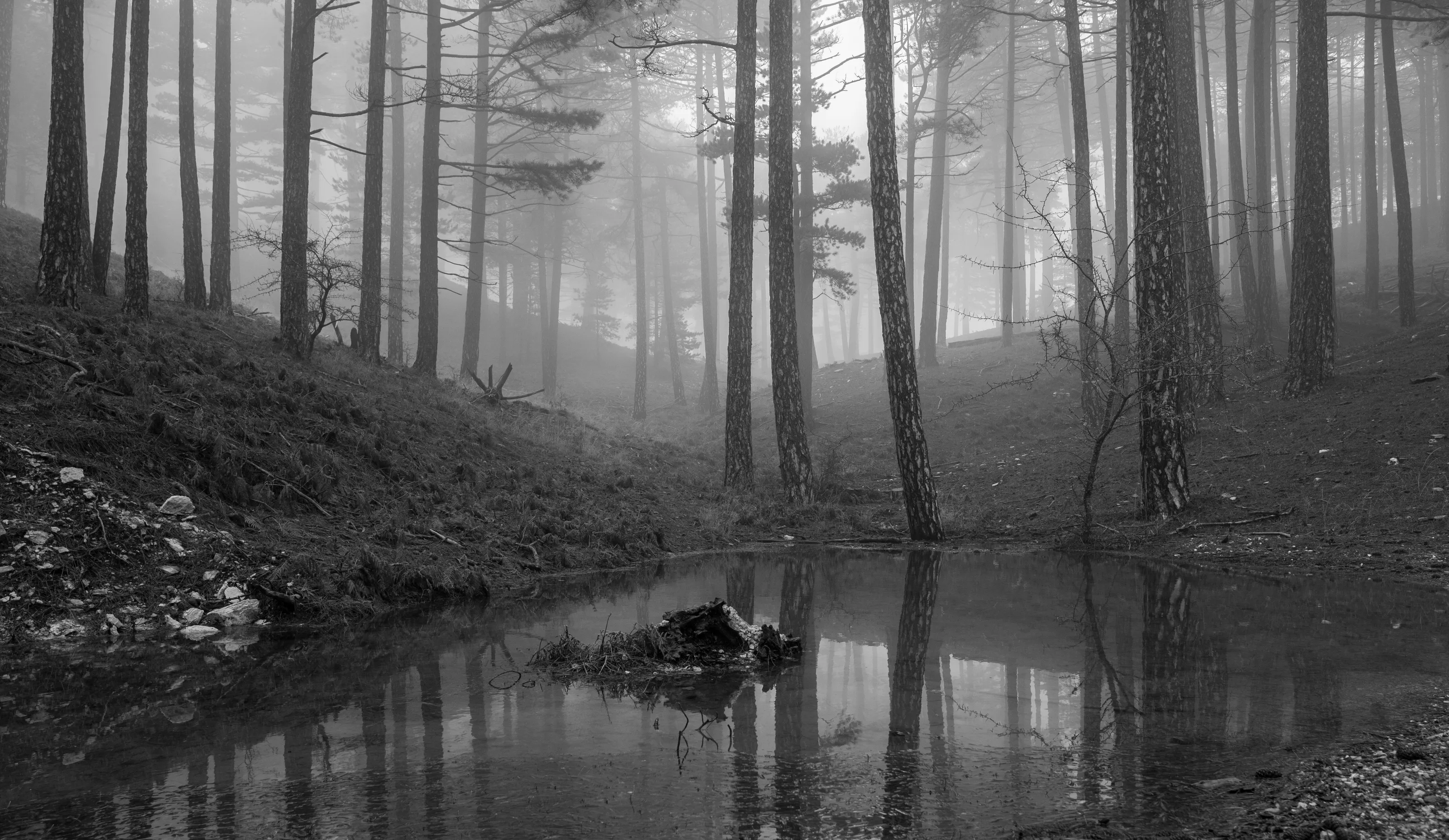 Misty forest