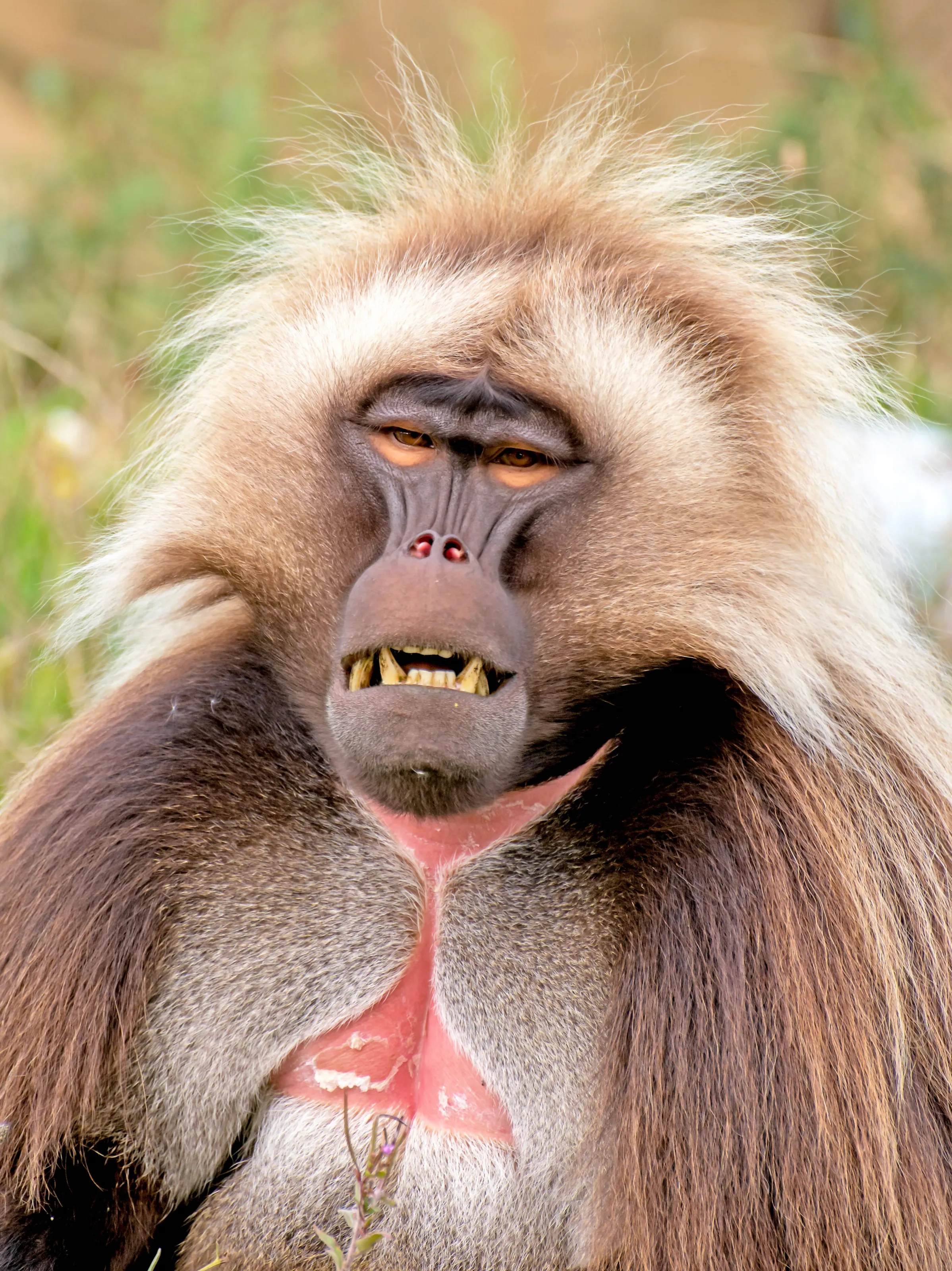 Gelada