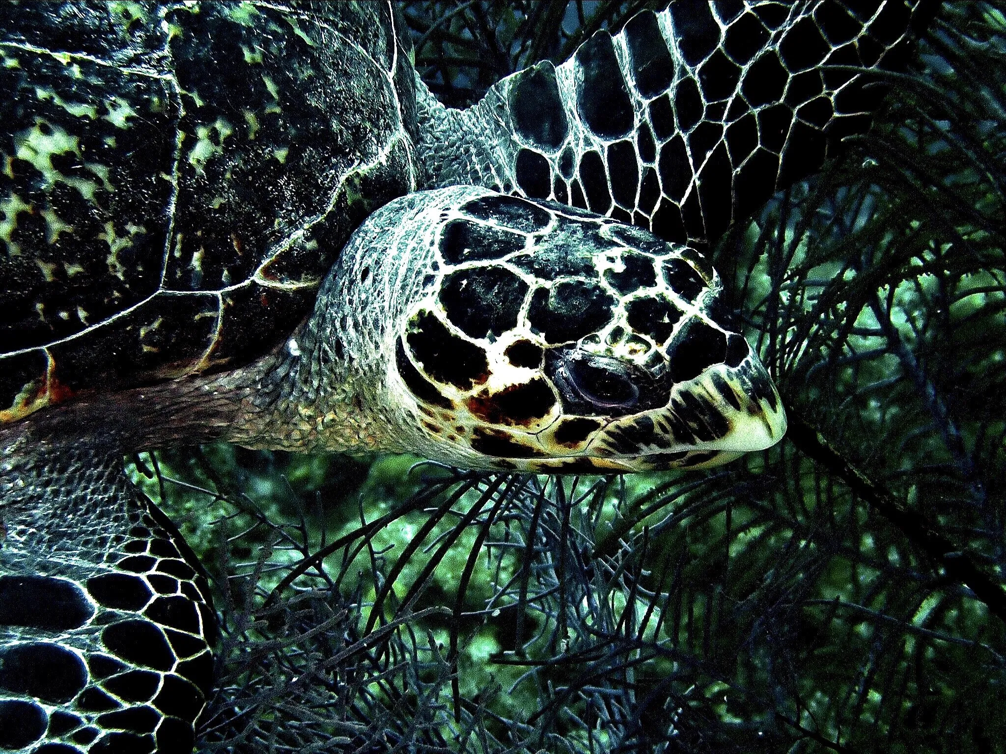 A Hawksbill Turtle on a morning swim in Grand Cayman waters