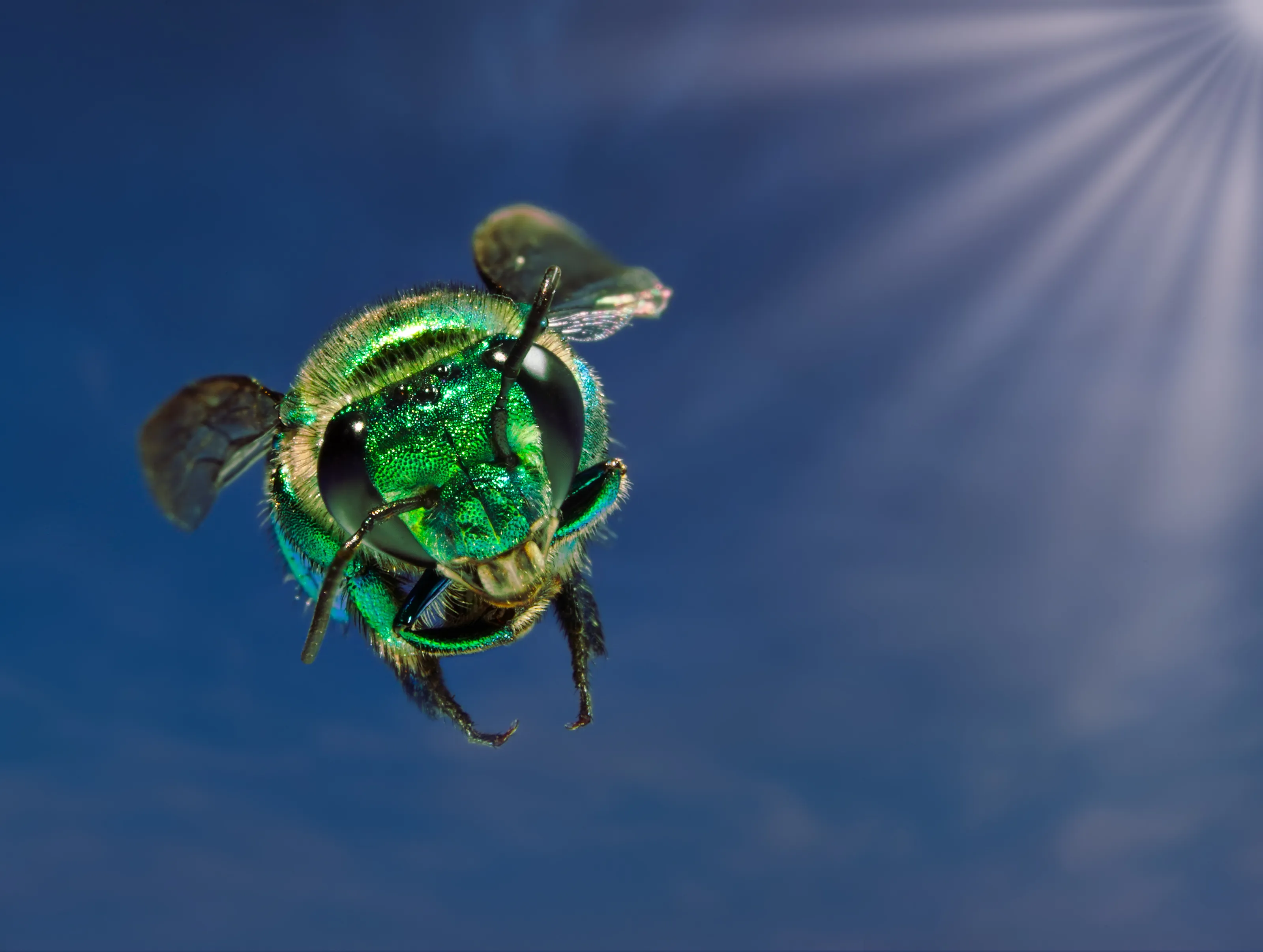 Green Orchid Bee Attack