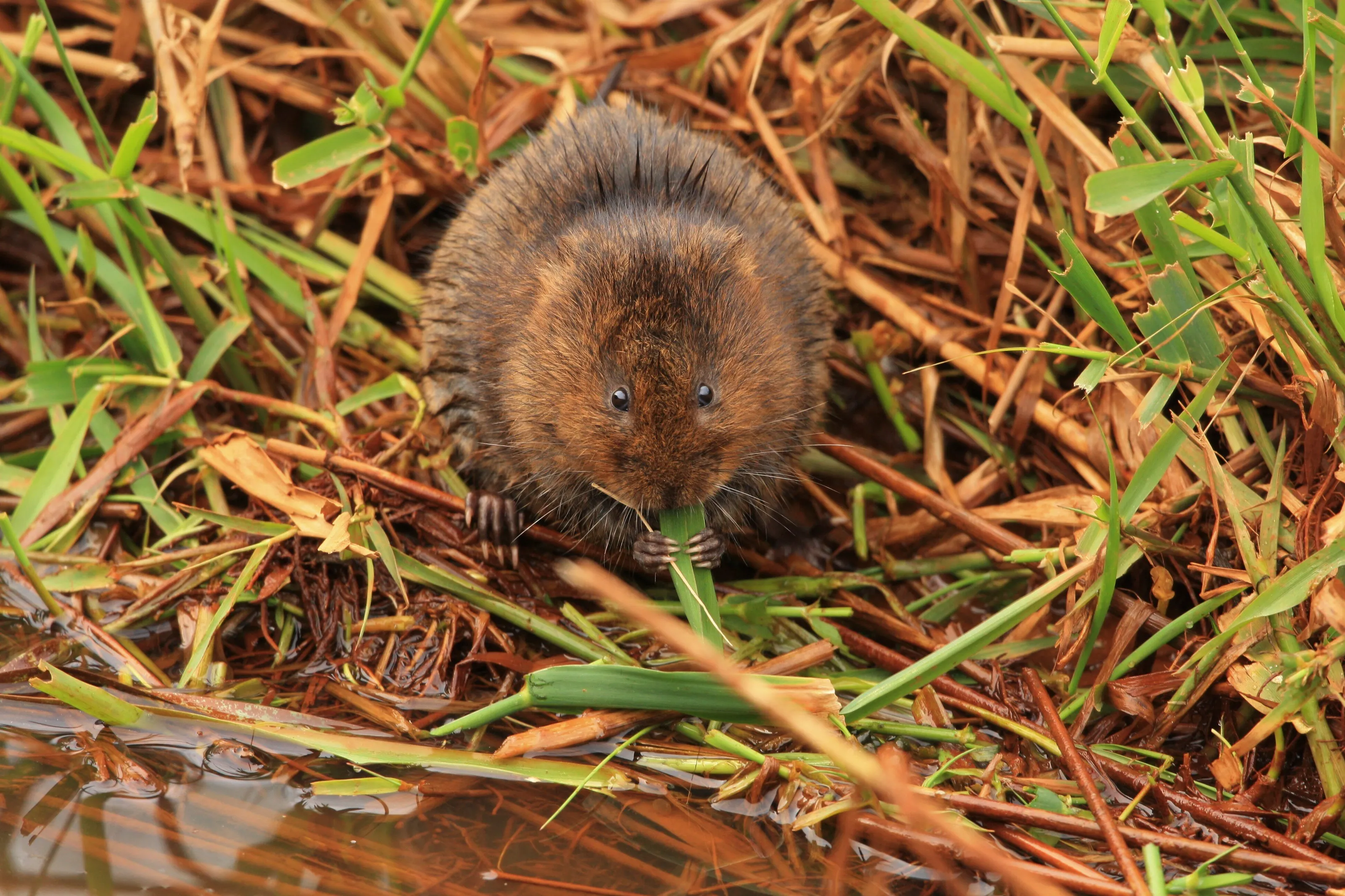 Water Vole
