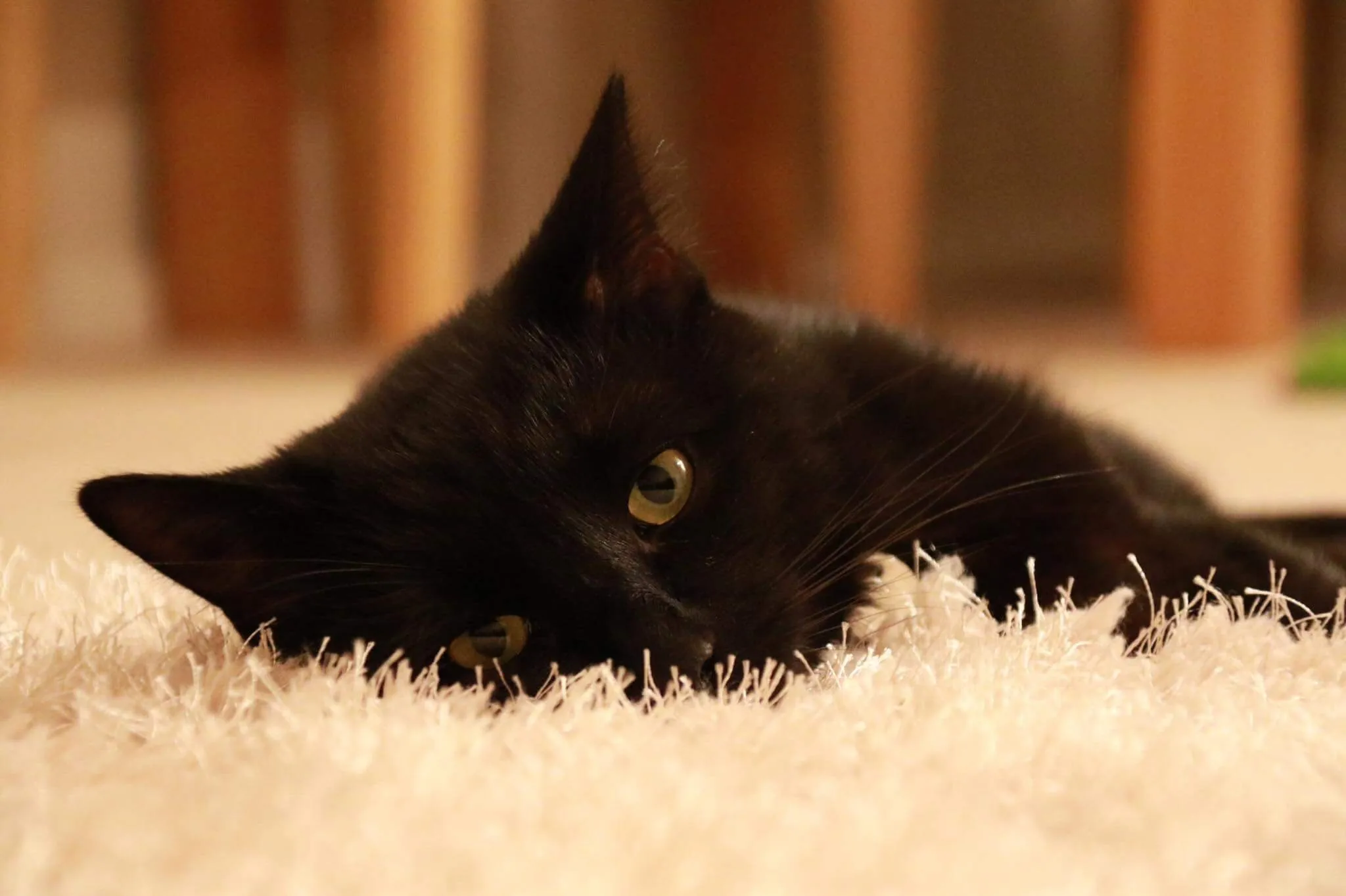 Sleepy cat