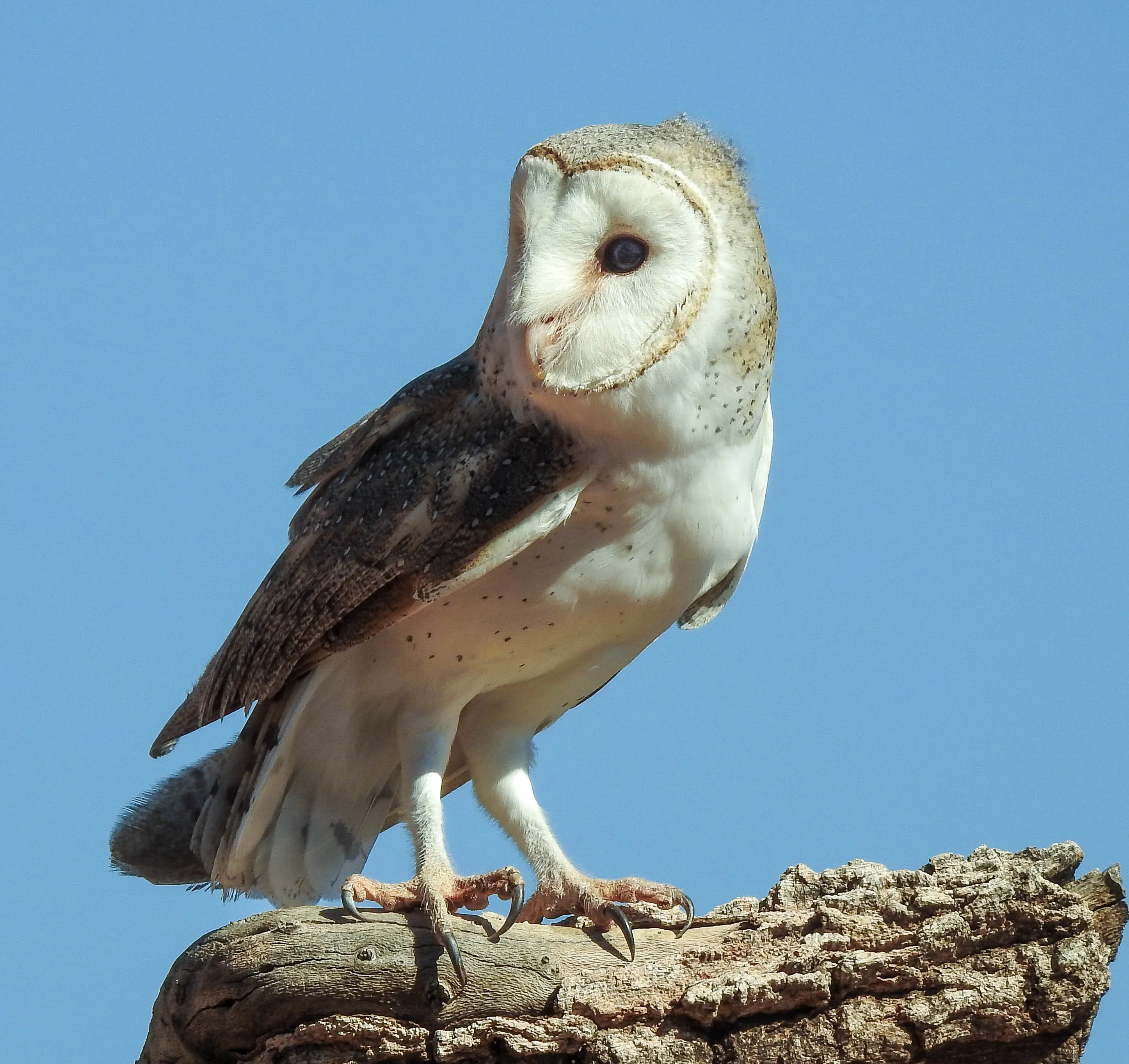 ghost owl