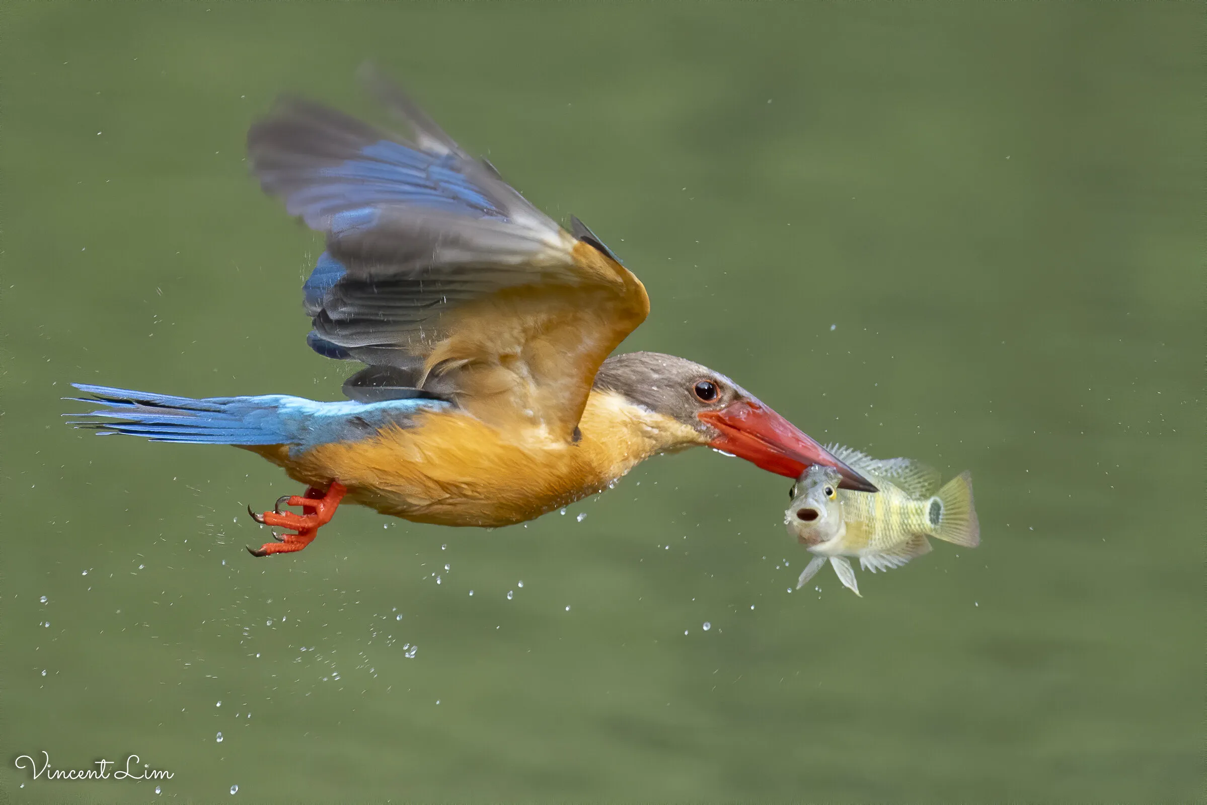 Dinner on the Fly