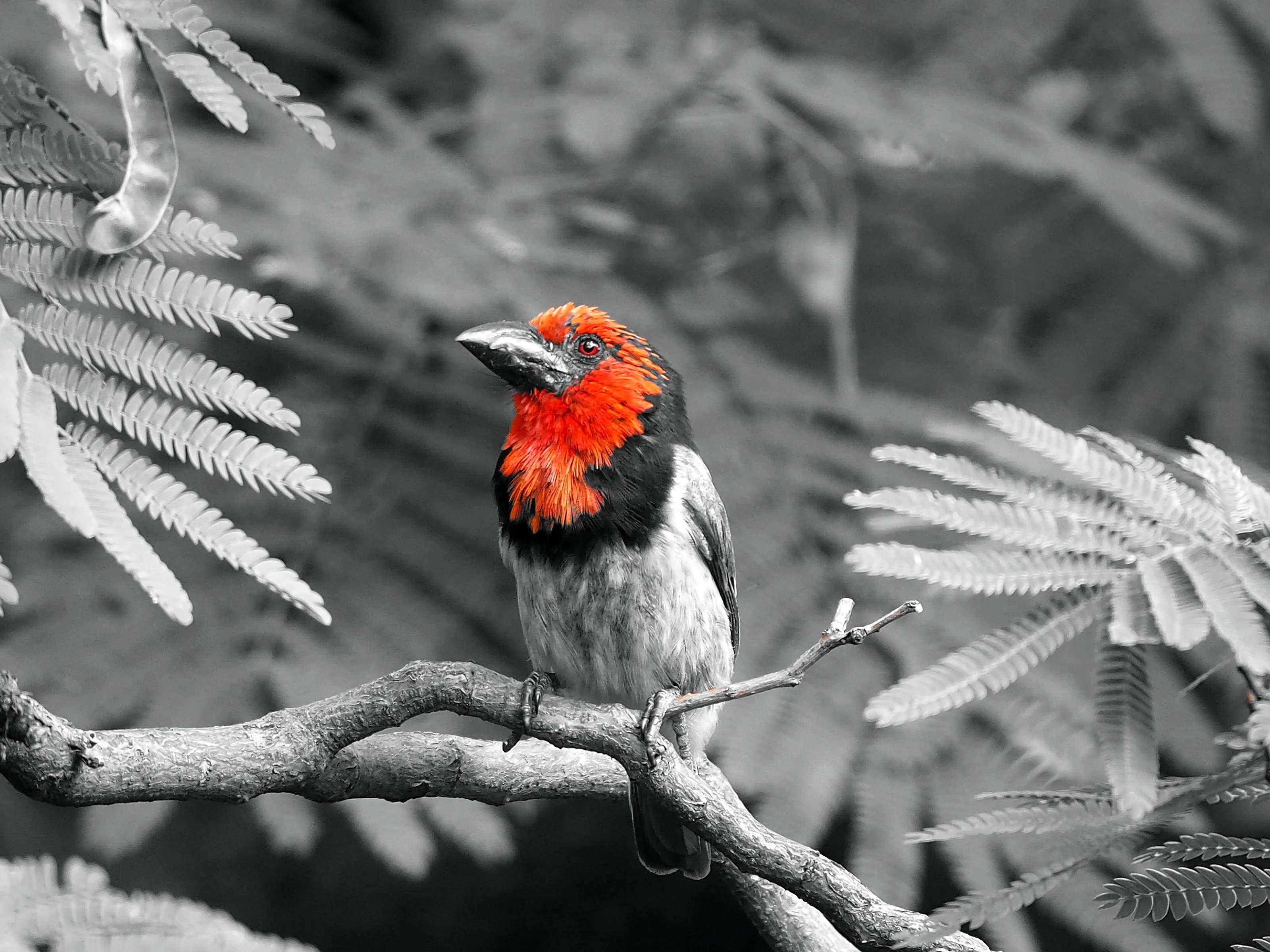 Barbet