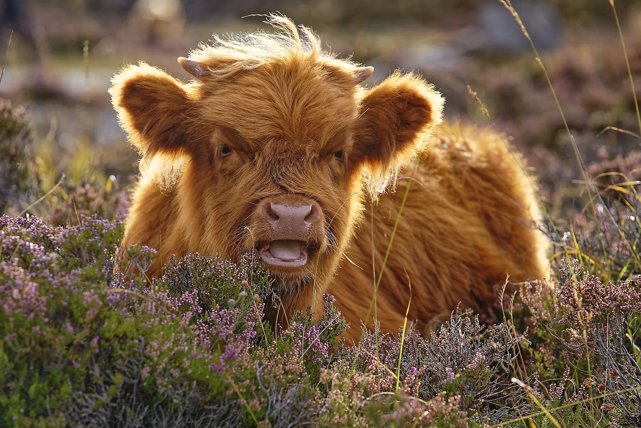 Happy Highlander